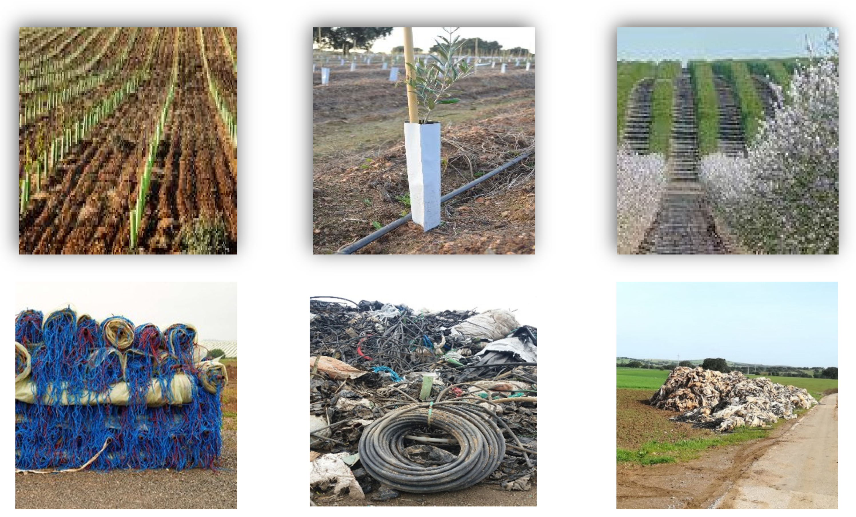 Agronomy 12 00134 g002 Agronomy 12 00134 g002