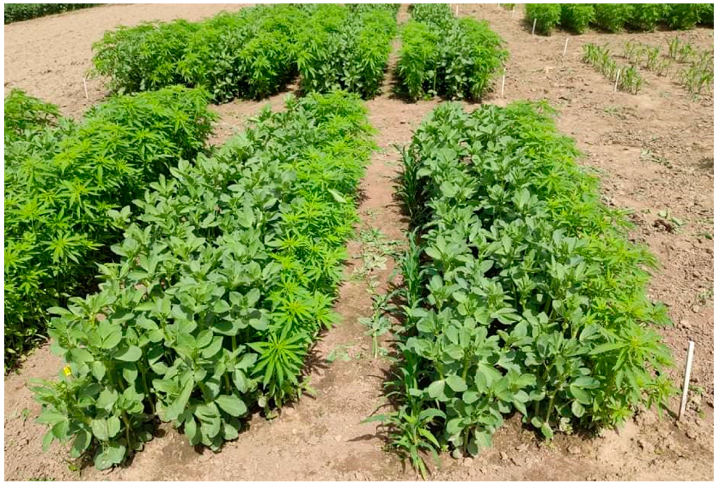 alliance Smadre smertestillende medicin Agronomy | Free Full-Text | Short-Term Impact of Multi-Cropping on Some  Soil Physical Properties and Respiration
