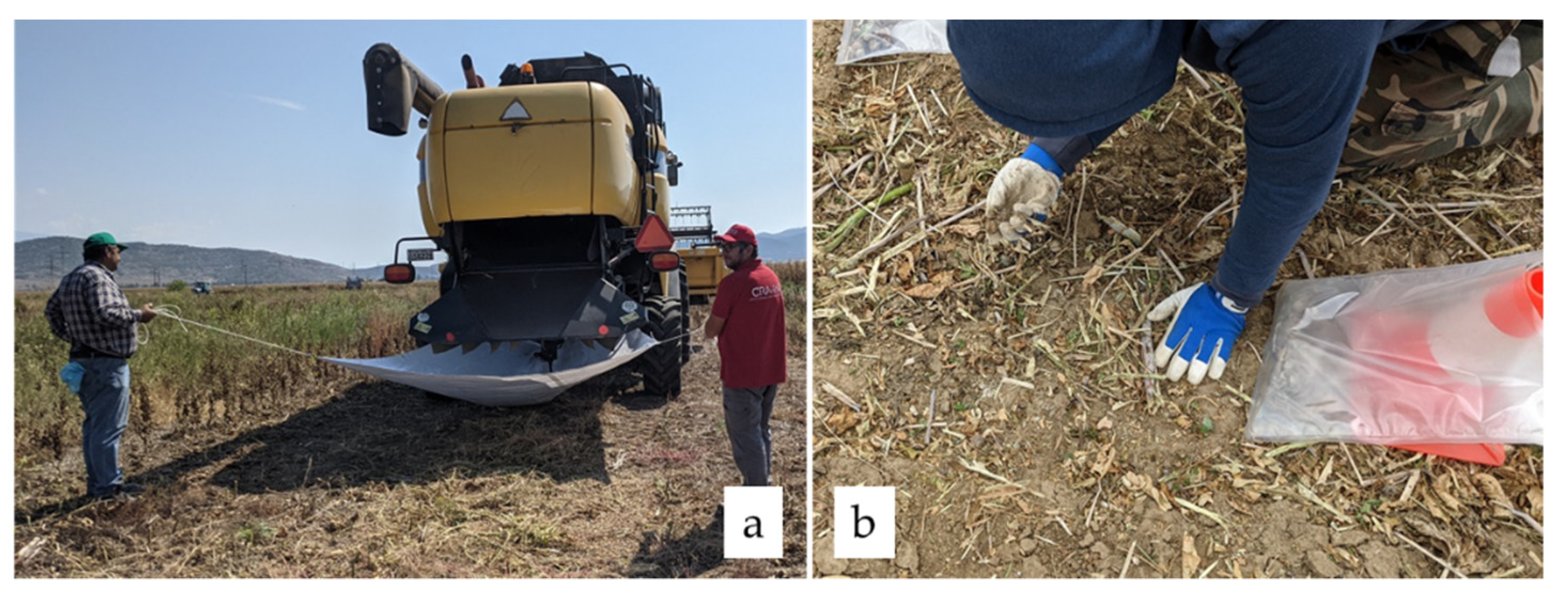 Agronomy 12 00146 g003