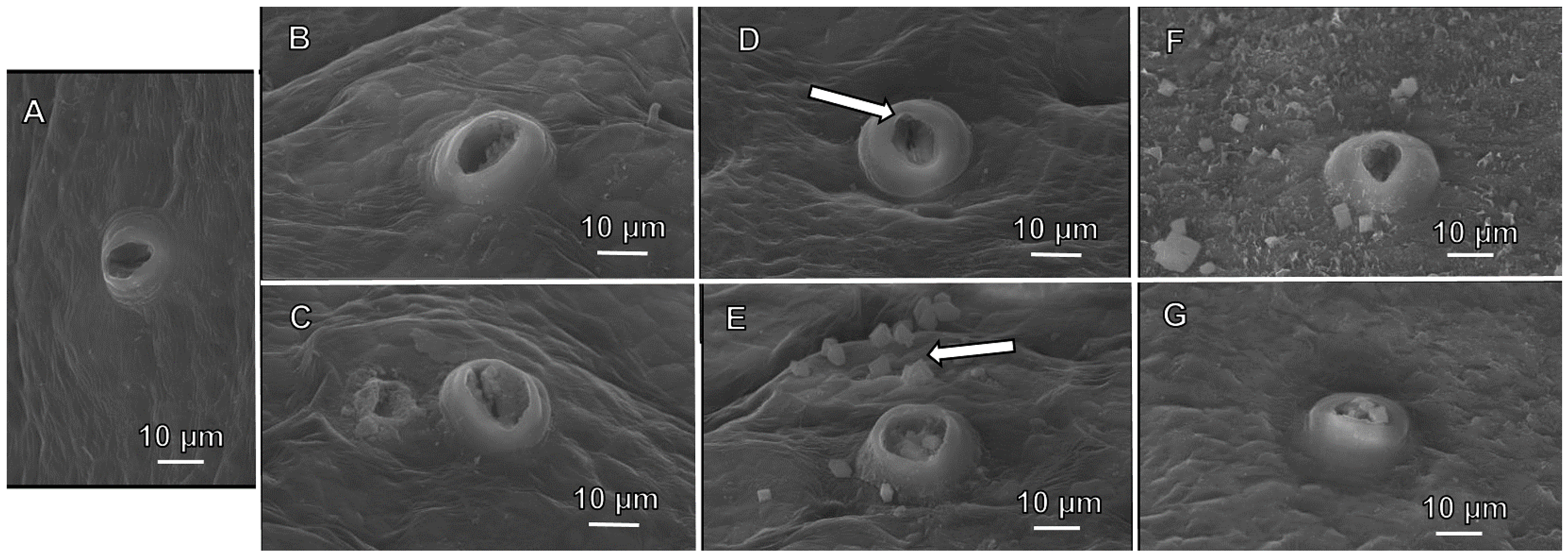 Agronomy 12 00150 g002 Agronomy 12 00150 g002