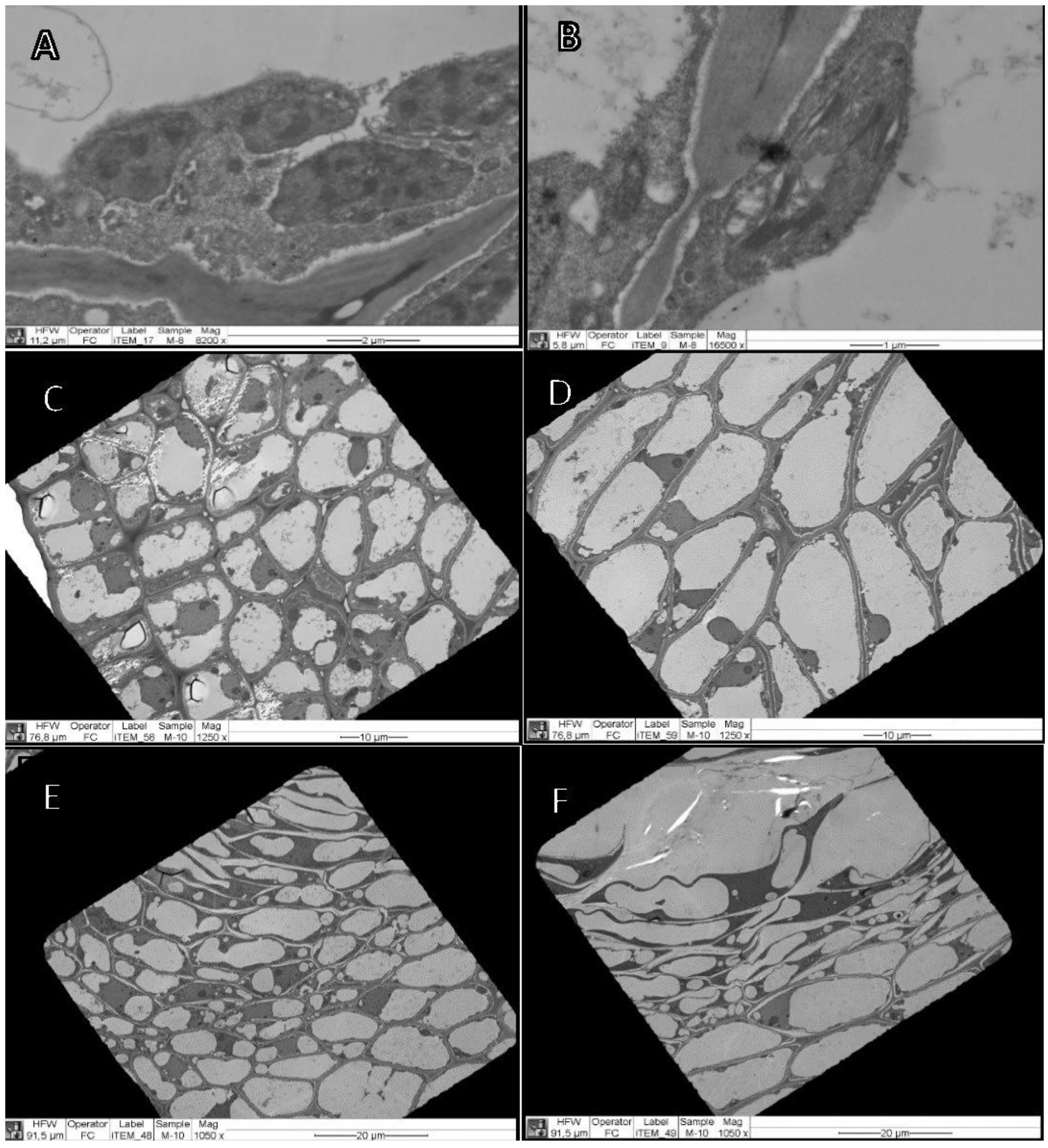 Agronomy 12 00150 g005 Agronomy 12 00150 g005