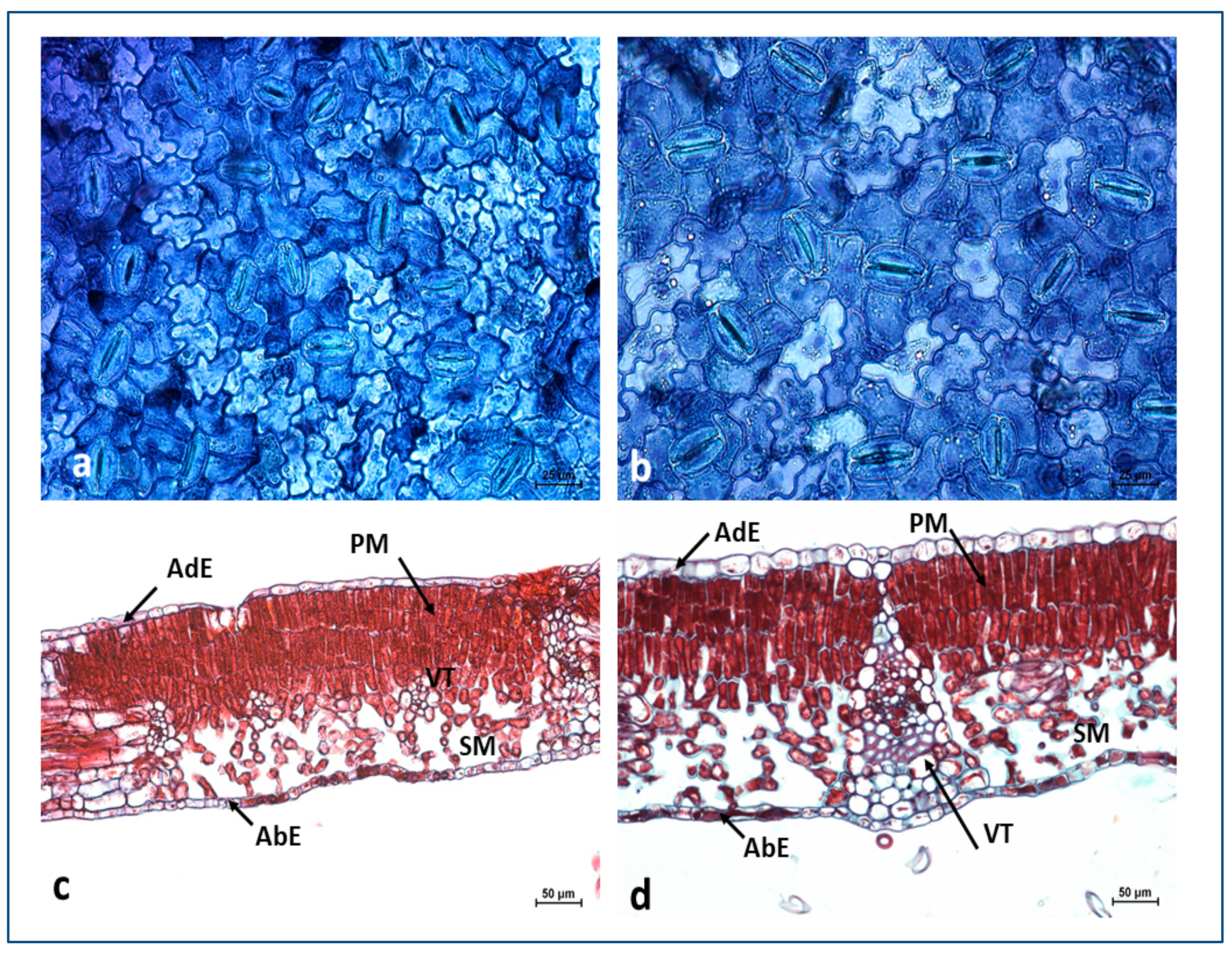 Agronomy 12 00161 g004