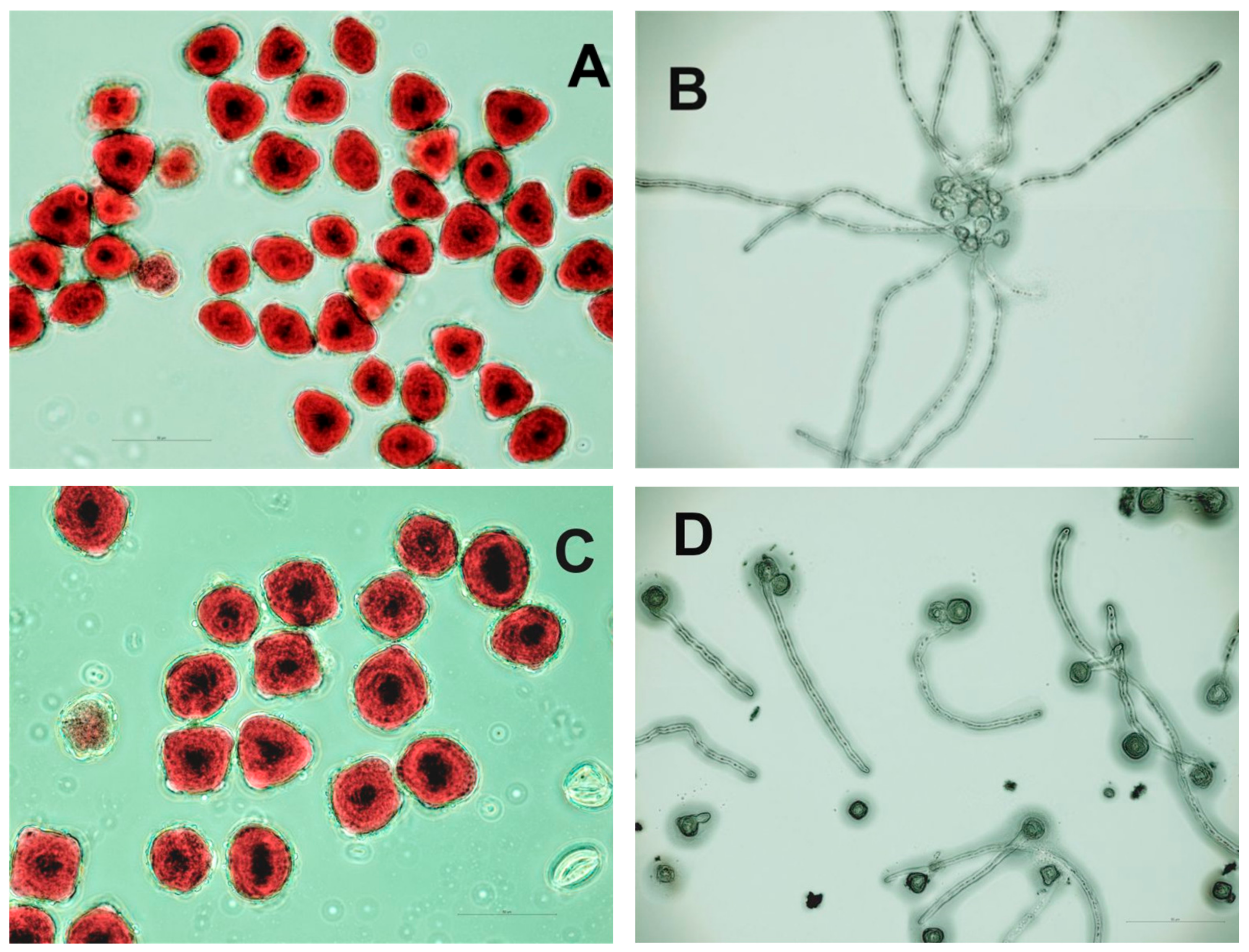 Agronomy 12 00161 g005