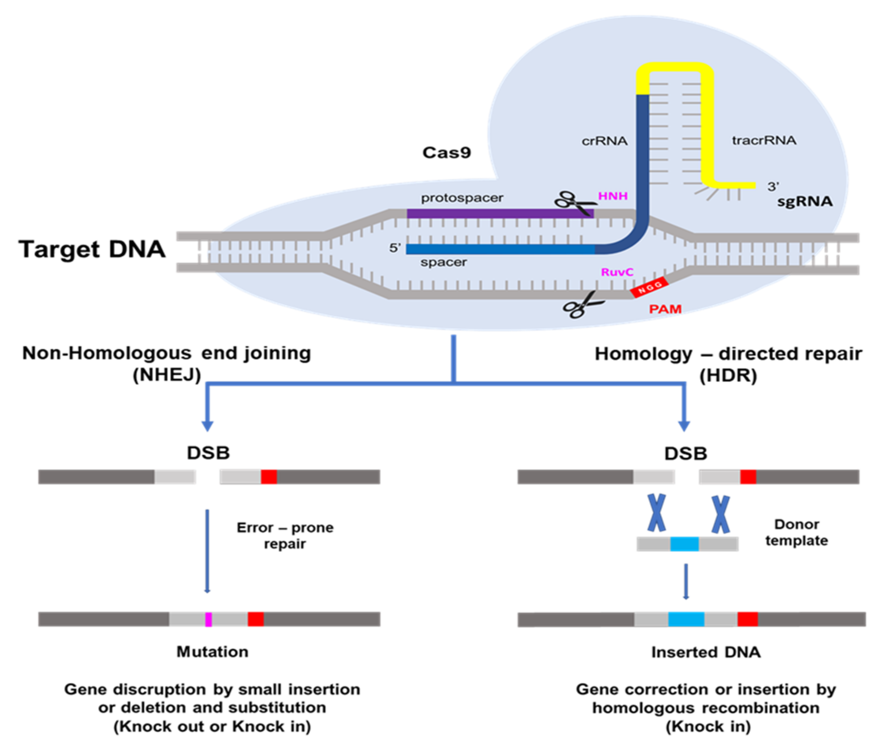 Agronomy 12 00164 g001