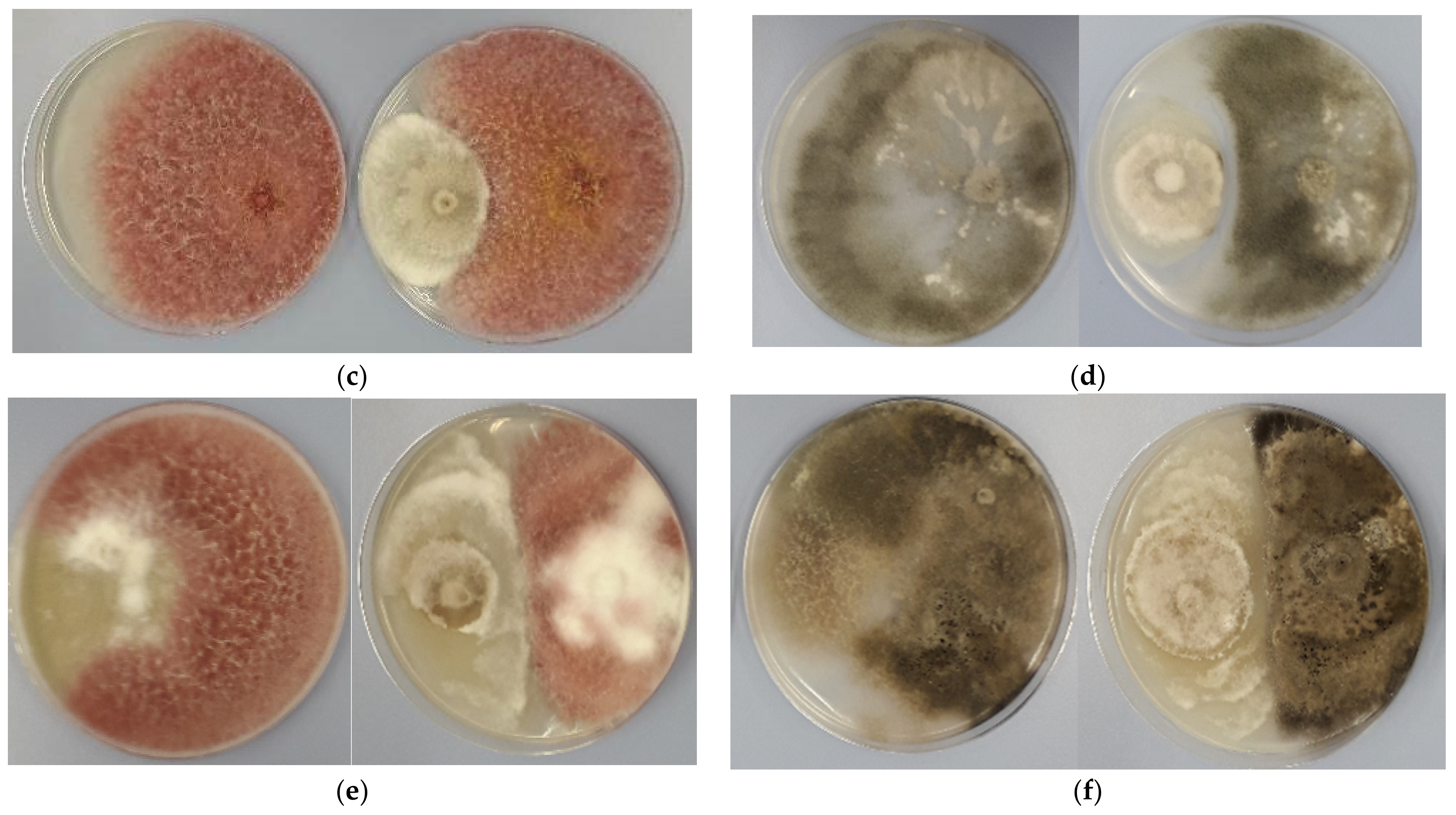 Agronomy 12 00165 g003b Agronomy 12 00165 g003b