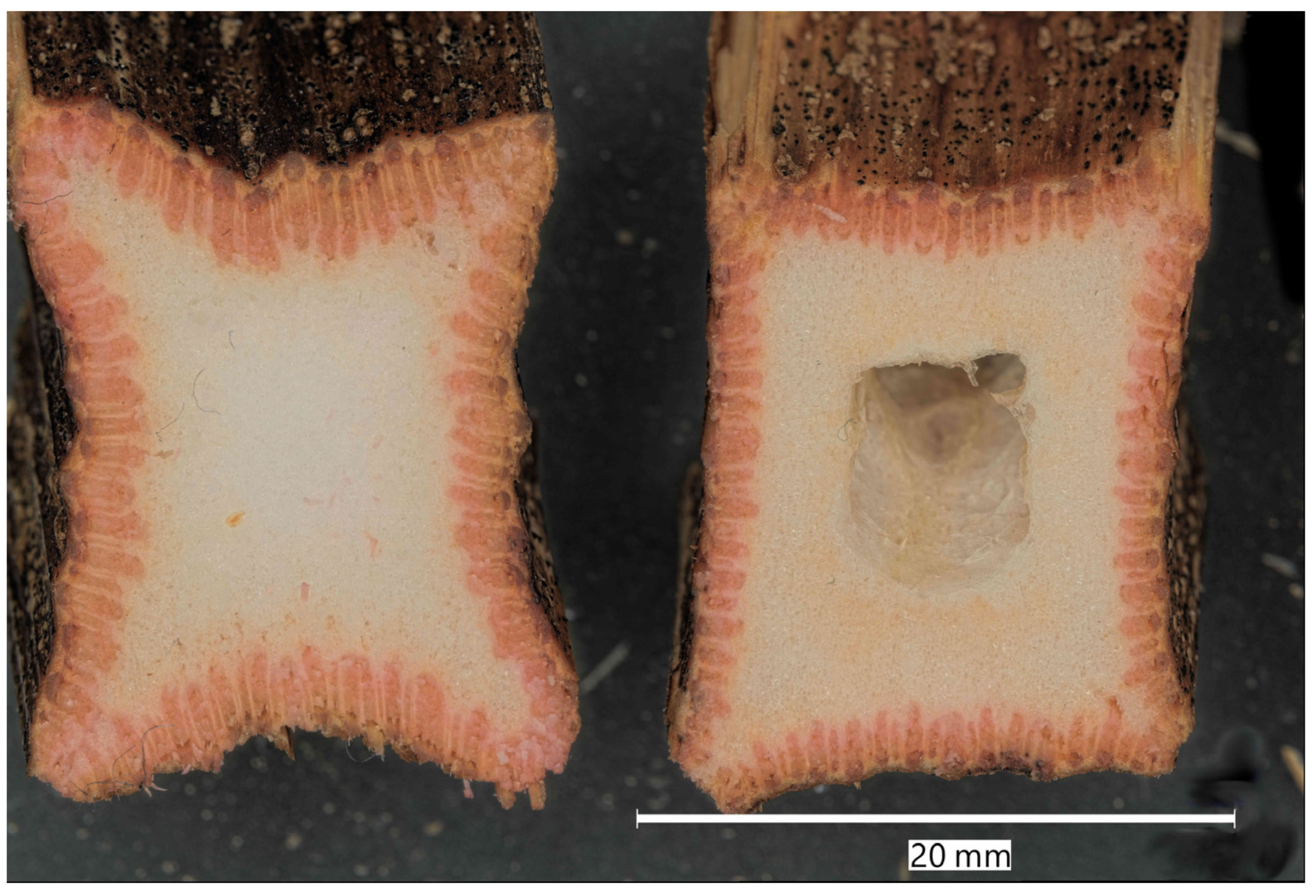 Agronomy 12 00178 g003