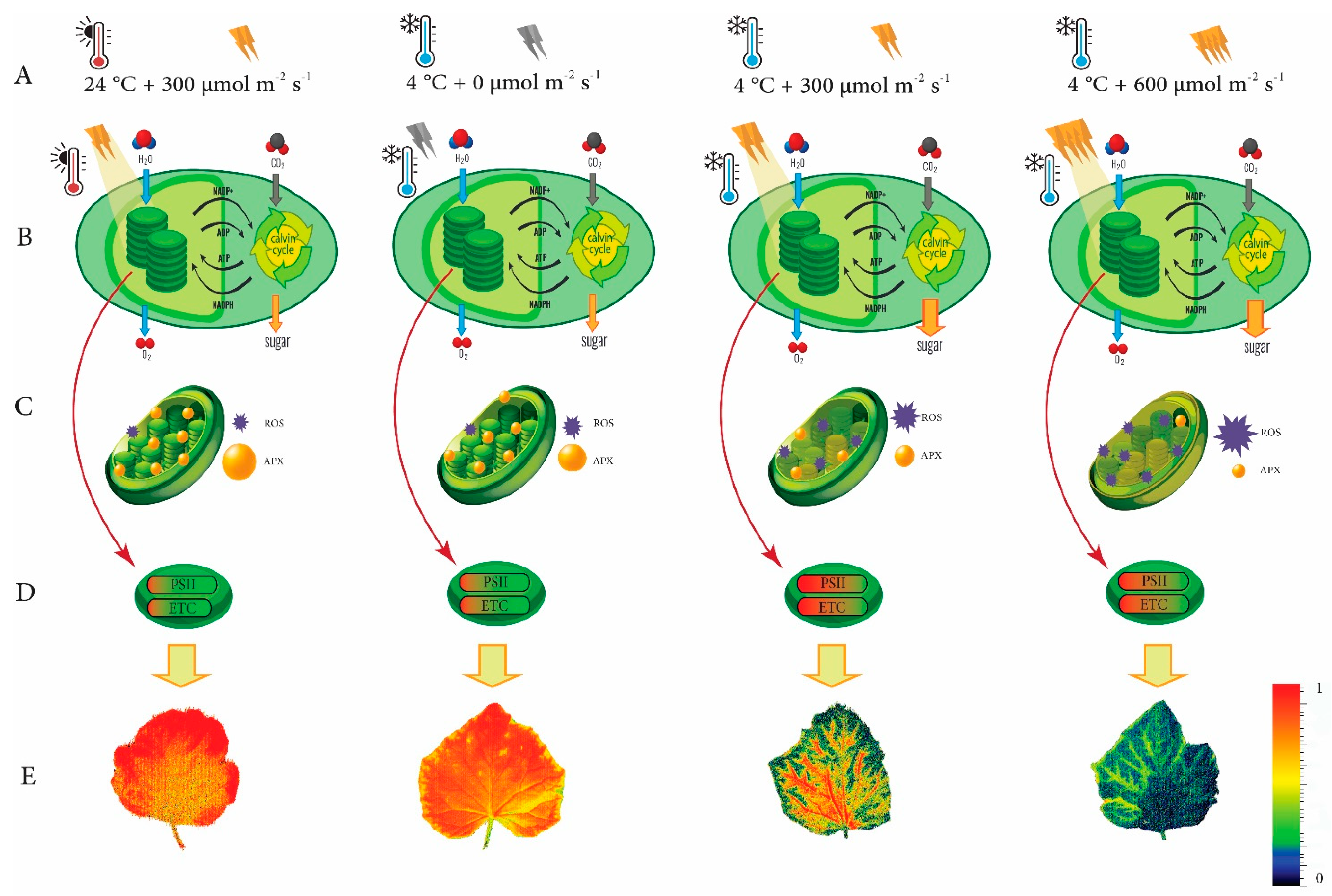 Agronomy 12 00201 g008 550