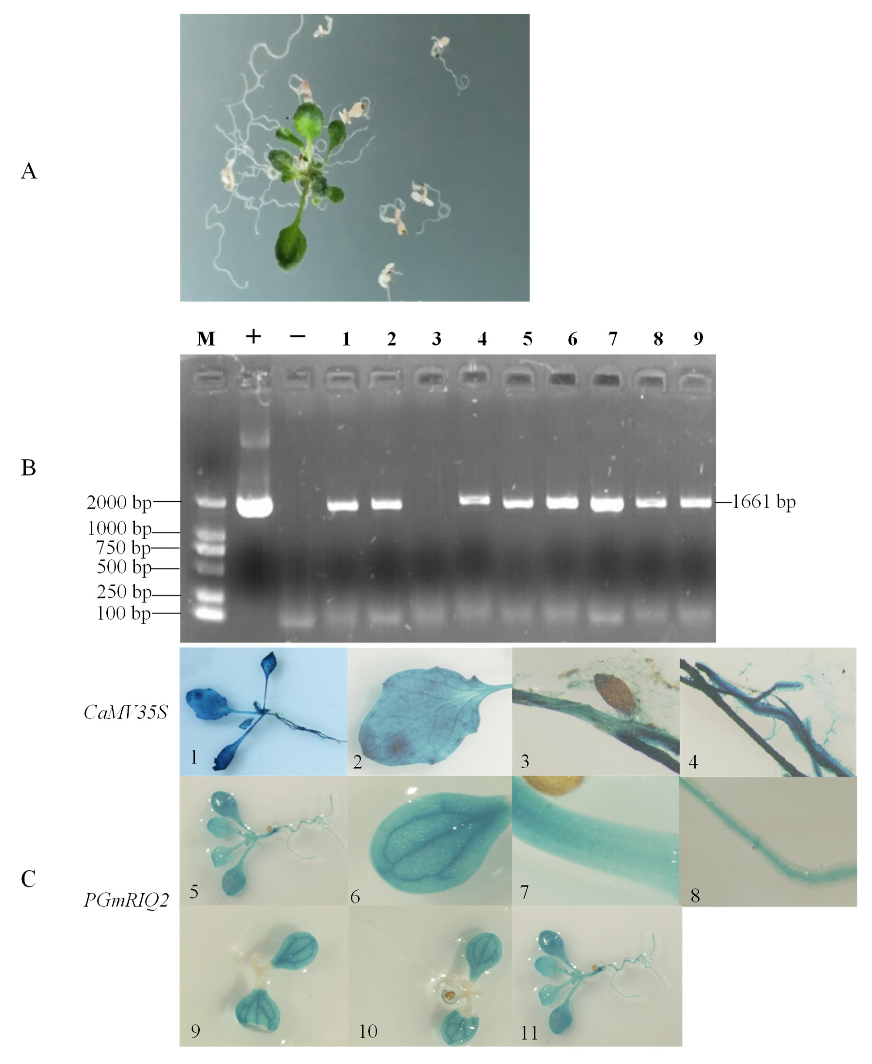 Agronomy 12 00227 g006 550