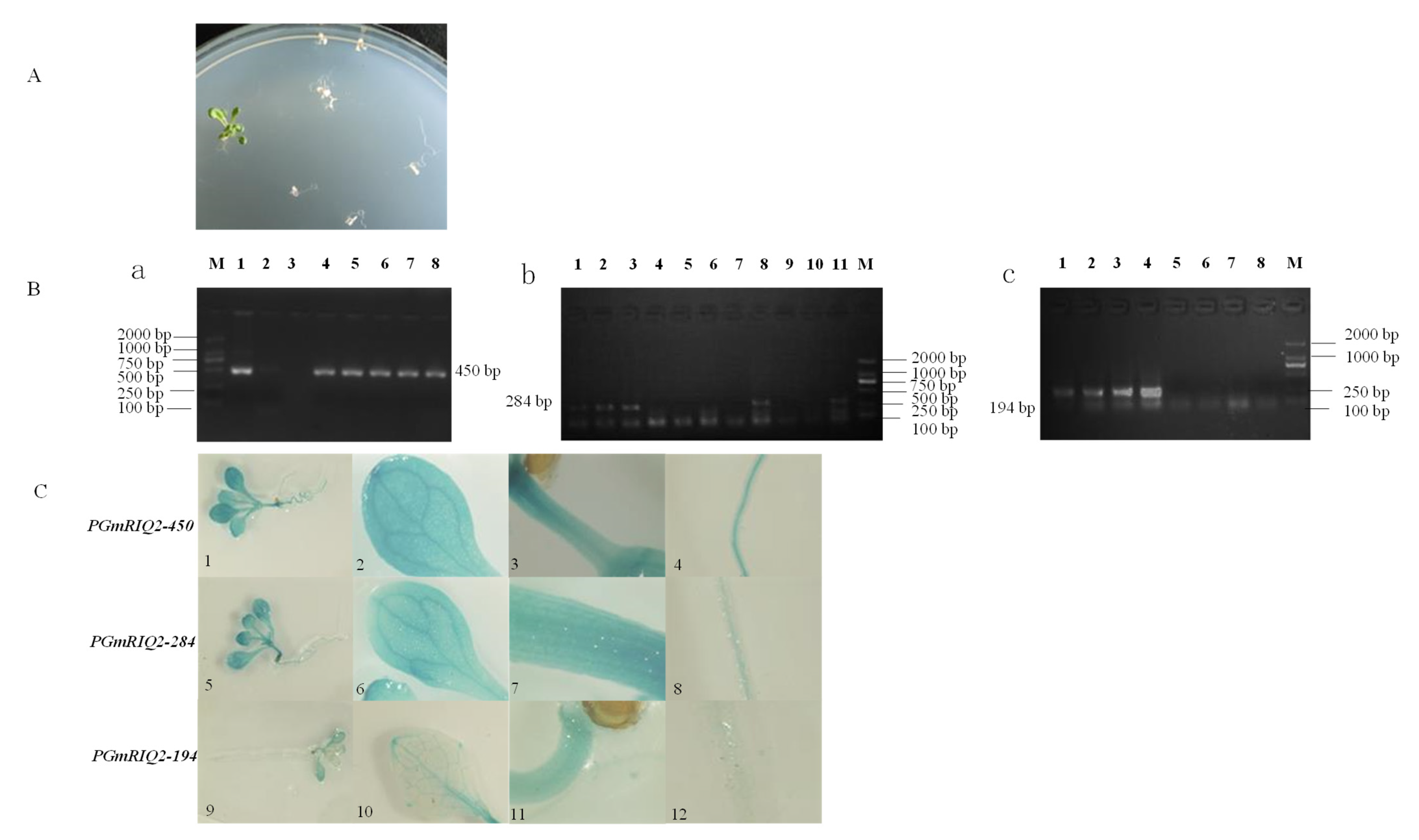 Agronomy 12 00227 g007 550