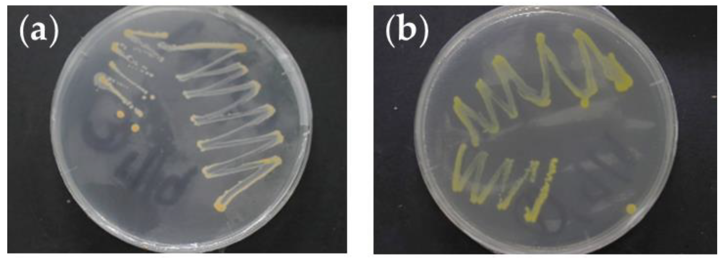 Agronomy 12 00233 g001