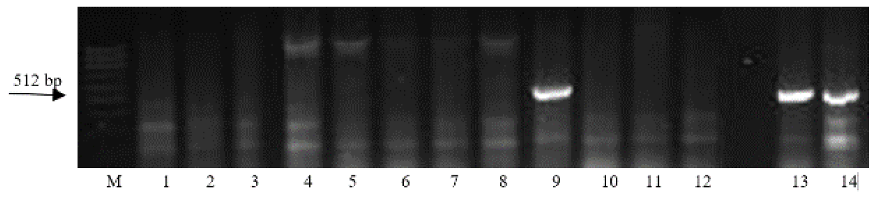 Agronomy 12 00242 g008