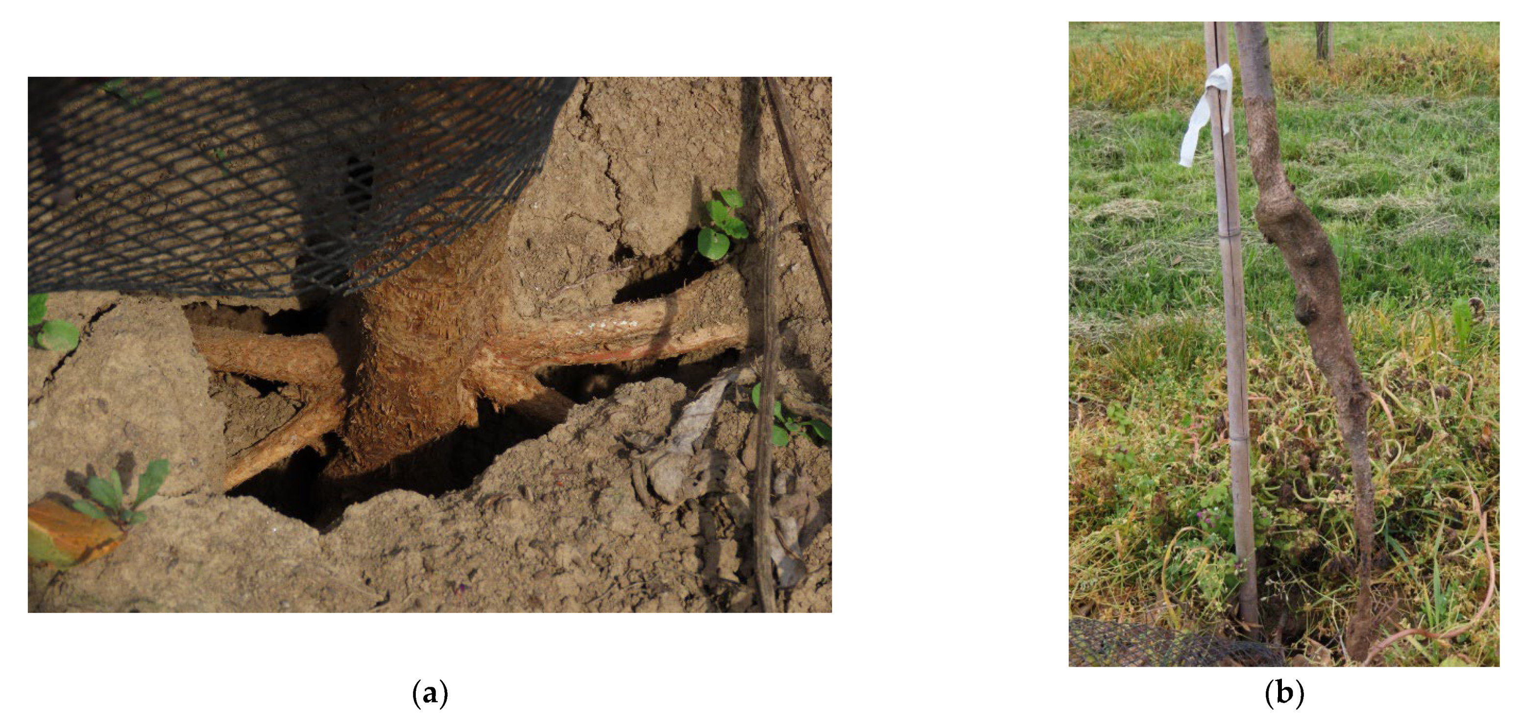 Agronomy 12 00251 g003 550