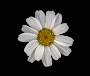 Agronomy 12 00252 i003