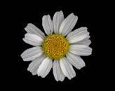 Agronomy 12 00252 i004