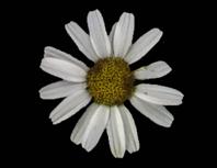 Agronomy 12 00252 i006