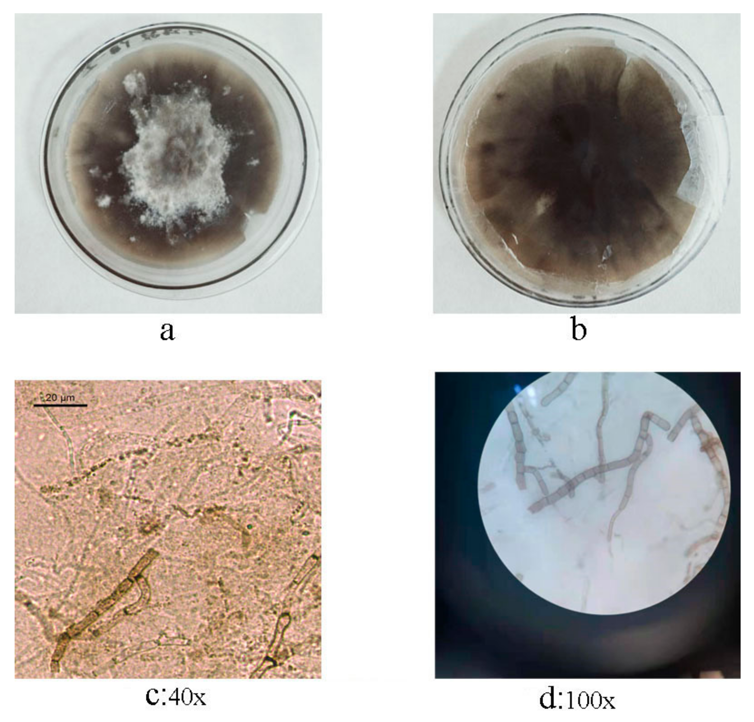 Agronomy 12 00253 g001 550