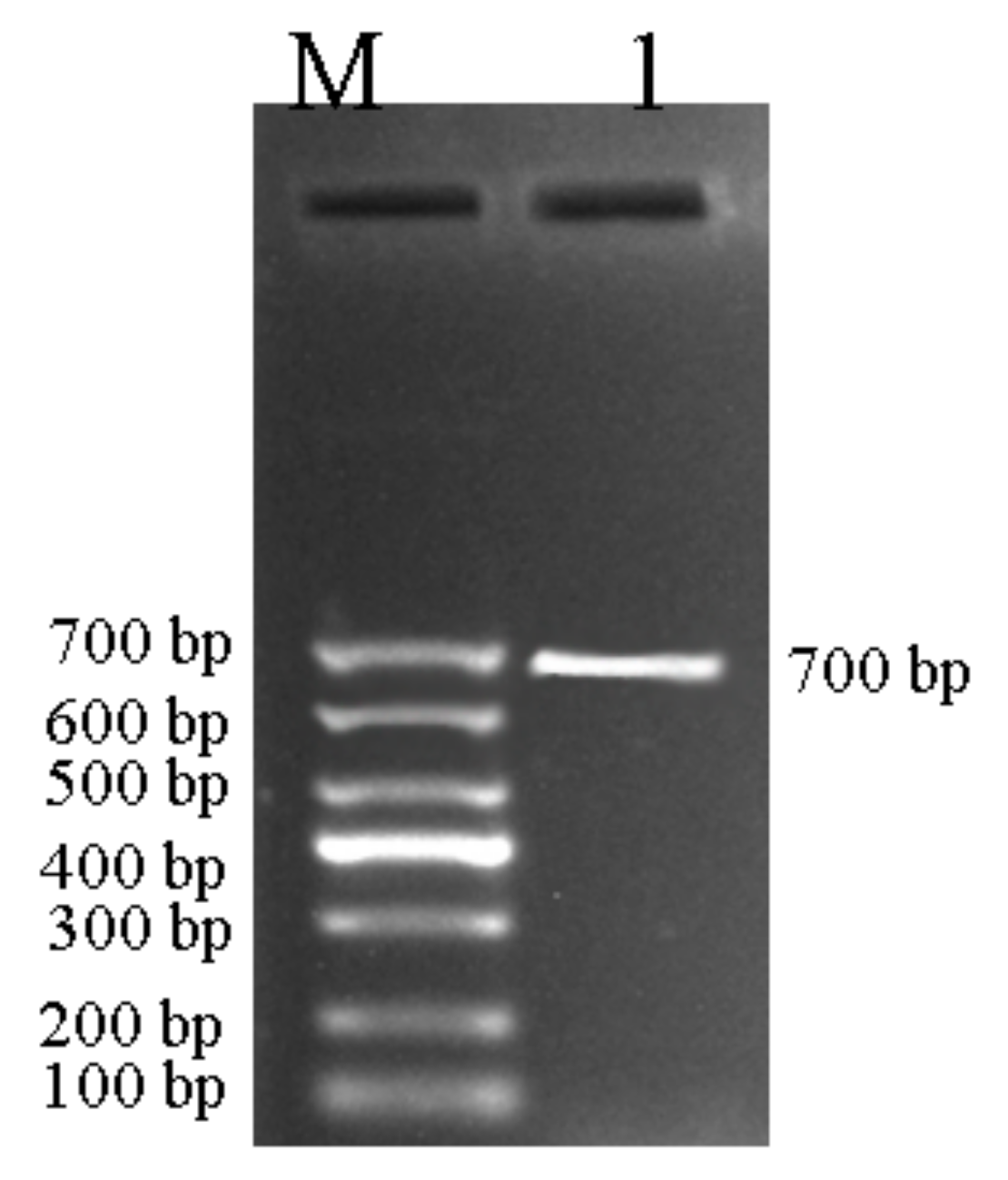 Agronomy 12 00253 g002 550