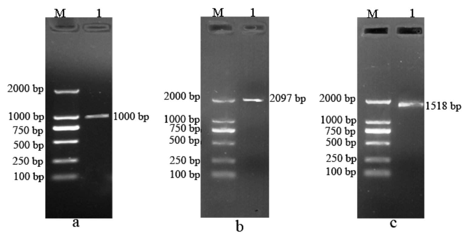 Agronomy 12 00253 g004 550