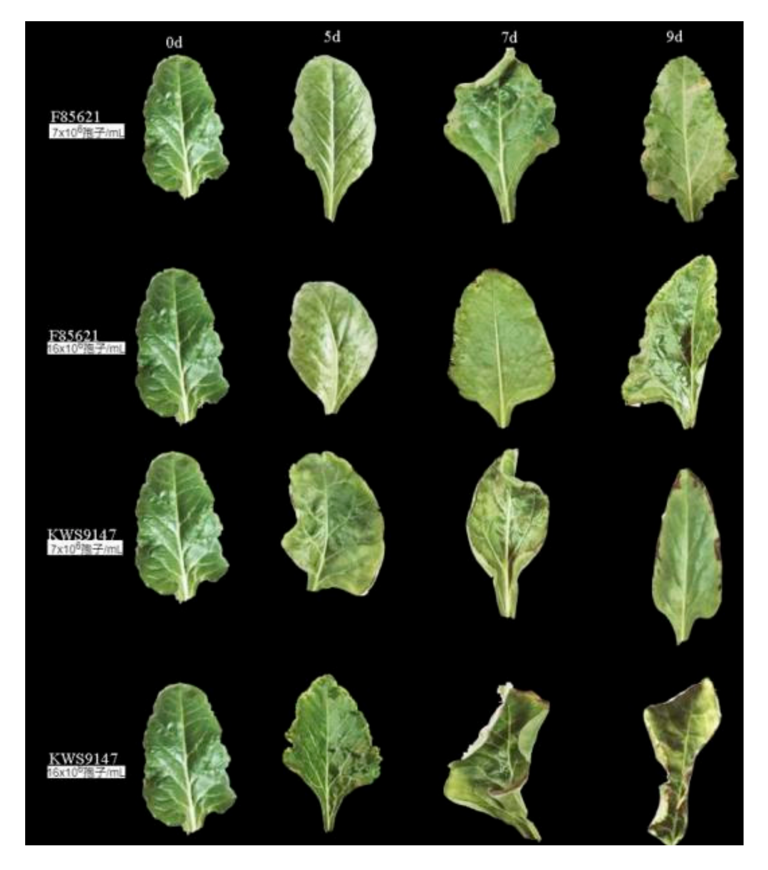 Agronomy 12 00253 g007 550