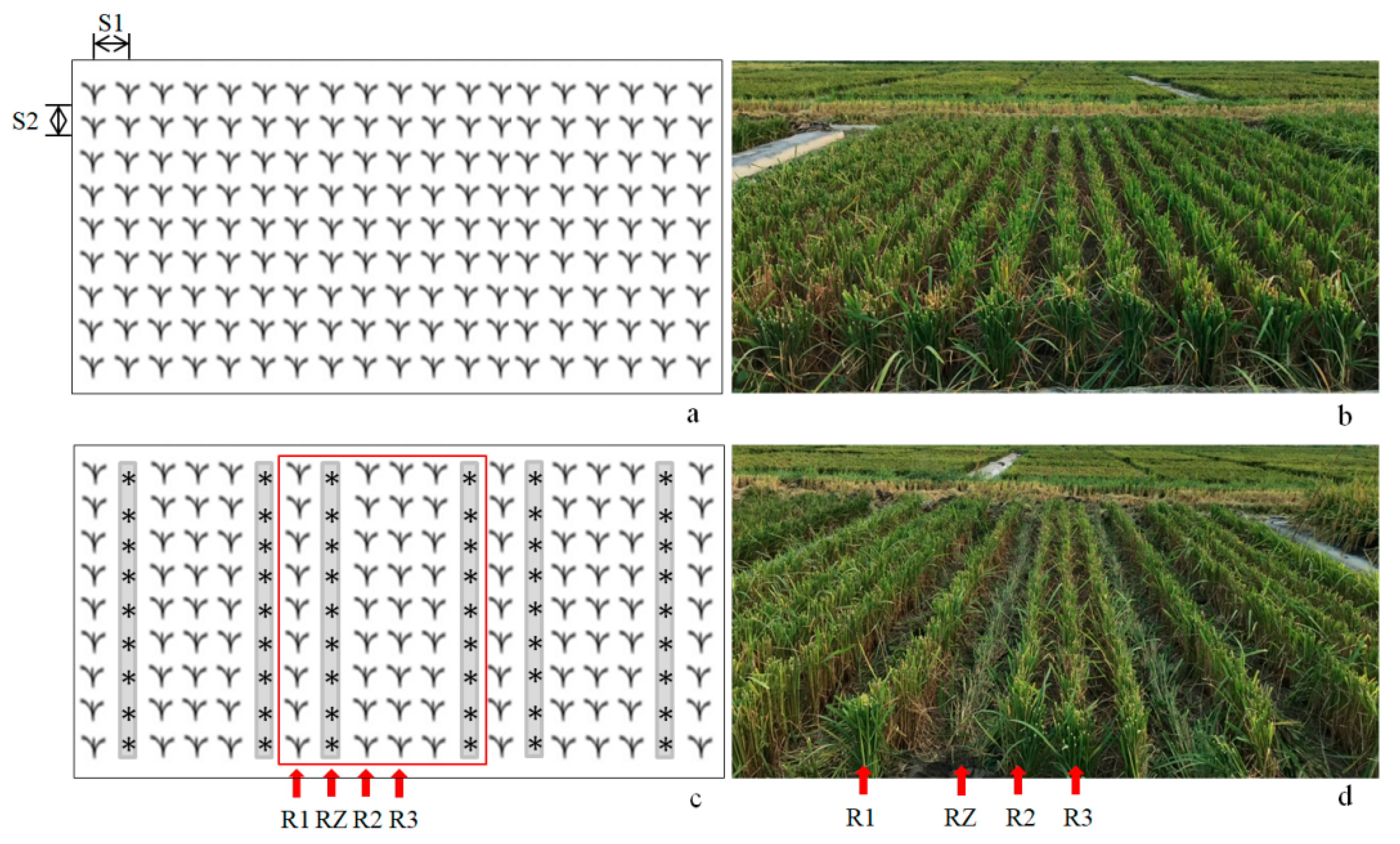 Agronomy | Free Full-Text | Border Effect on Ratoon Crop Yield in 