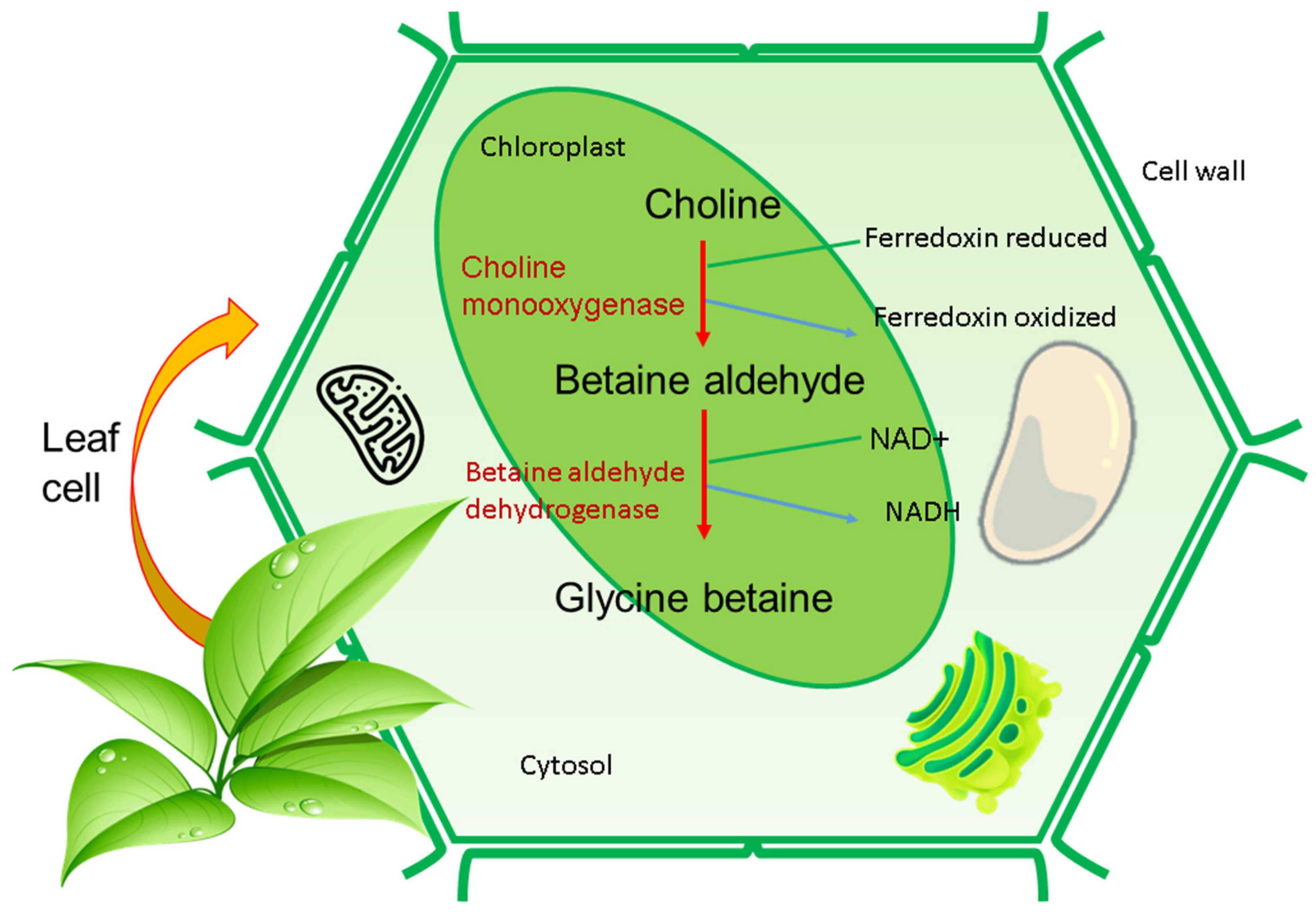 Agronomy 12 00276 g001 550