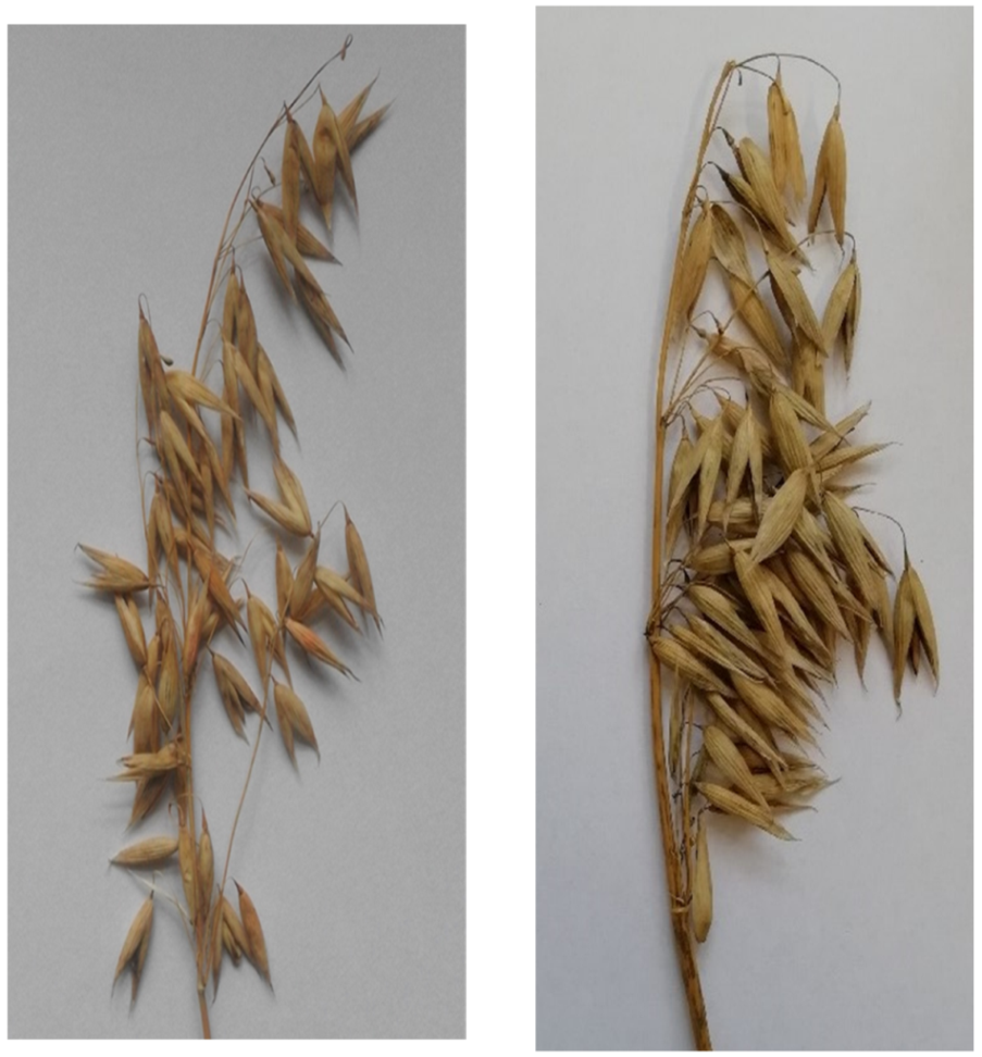 Agronomy 12 00295 g001