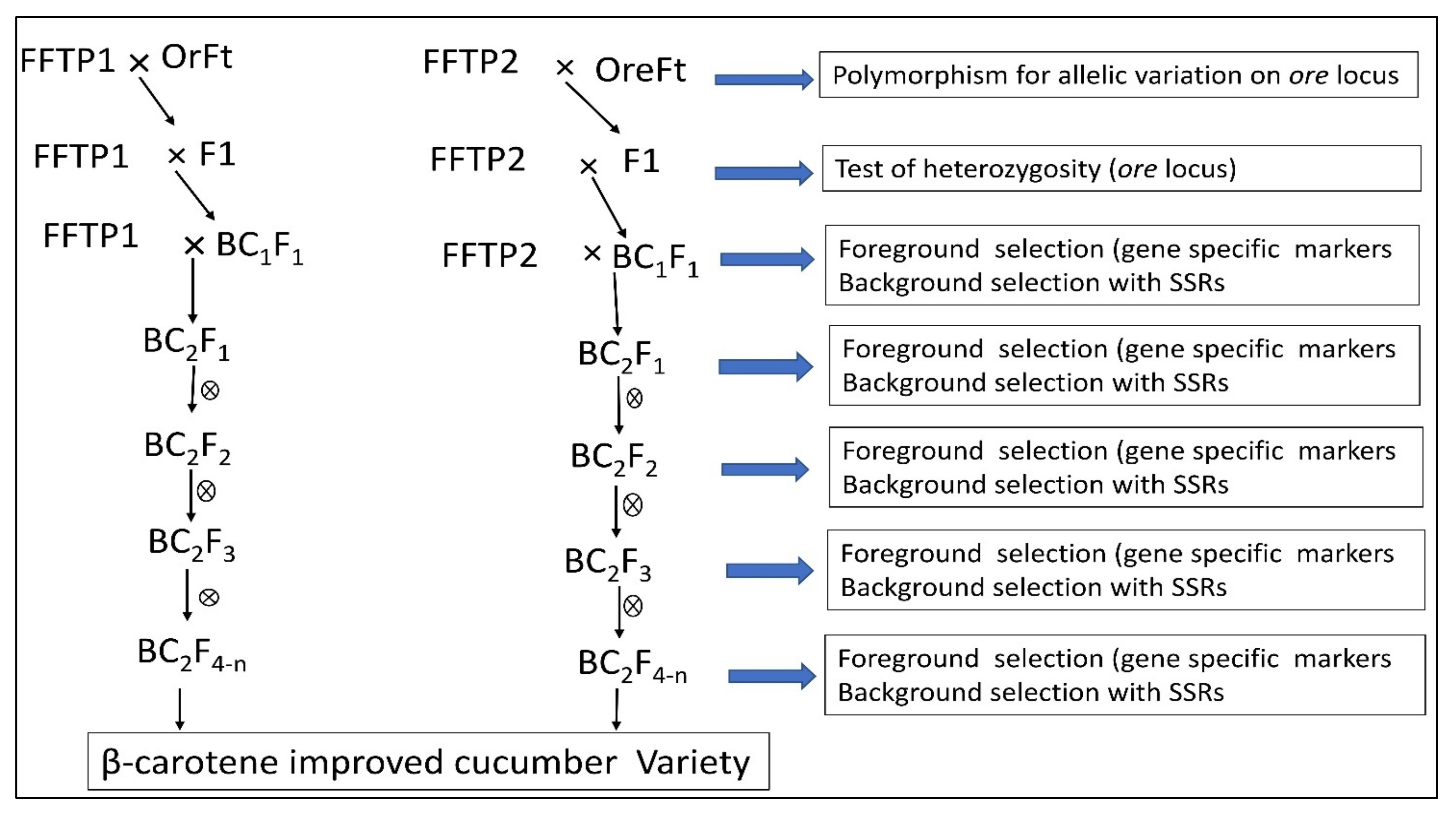 Agronomy 12 00300 g003