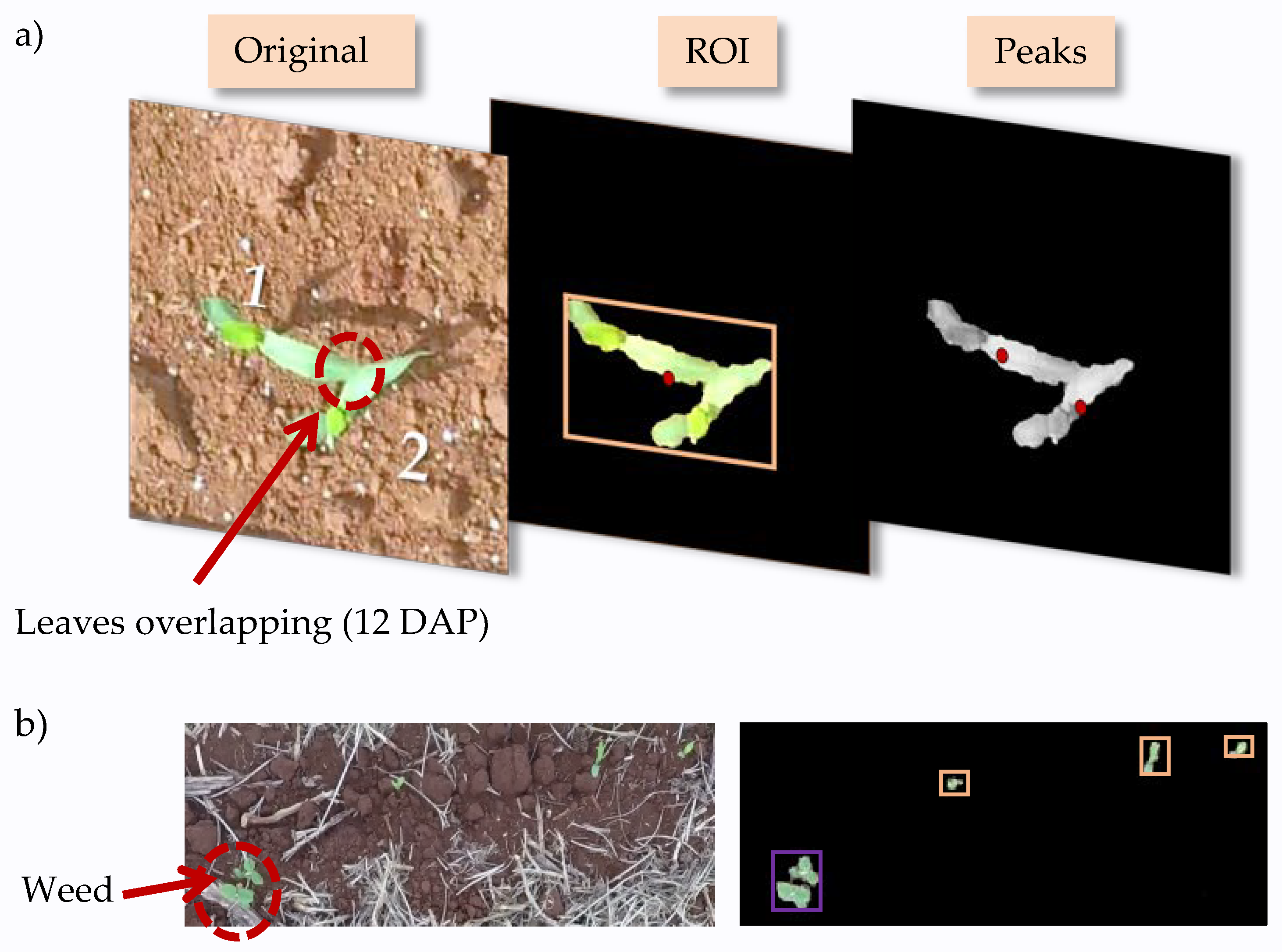Agronomy 12 00301 g003