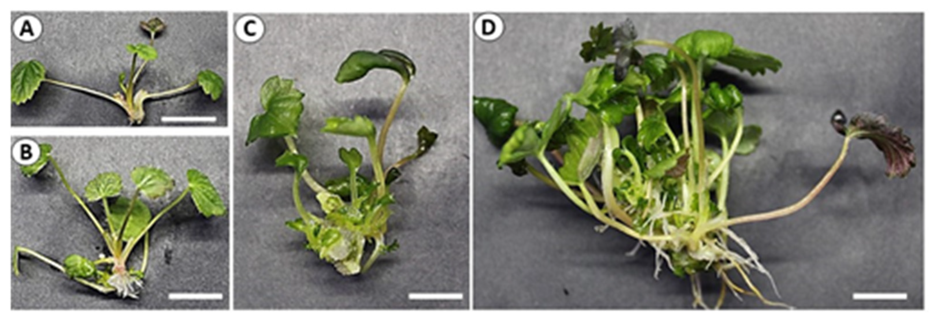Agronomy 12 00308 g003 Agronomy 12 00308 g003