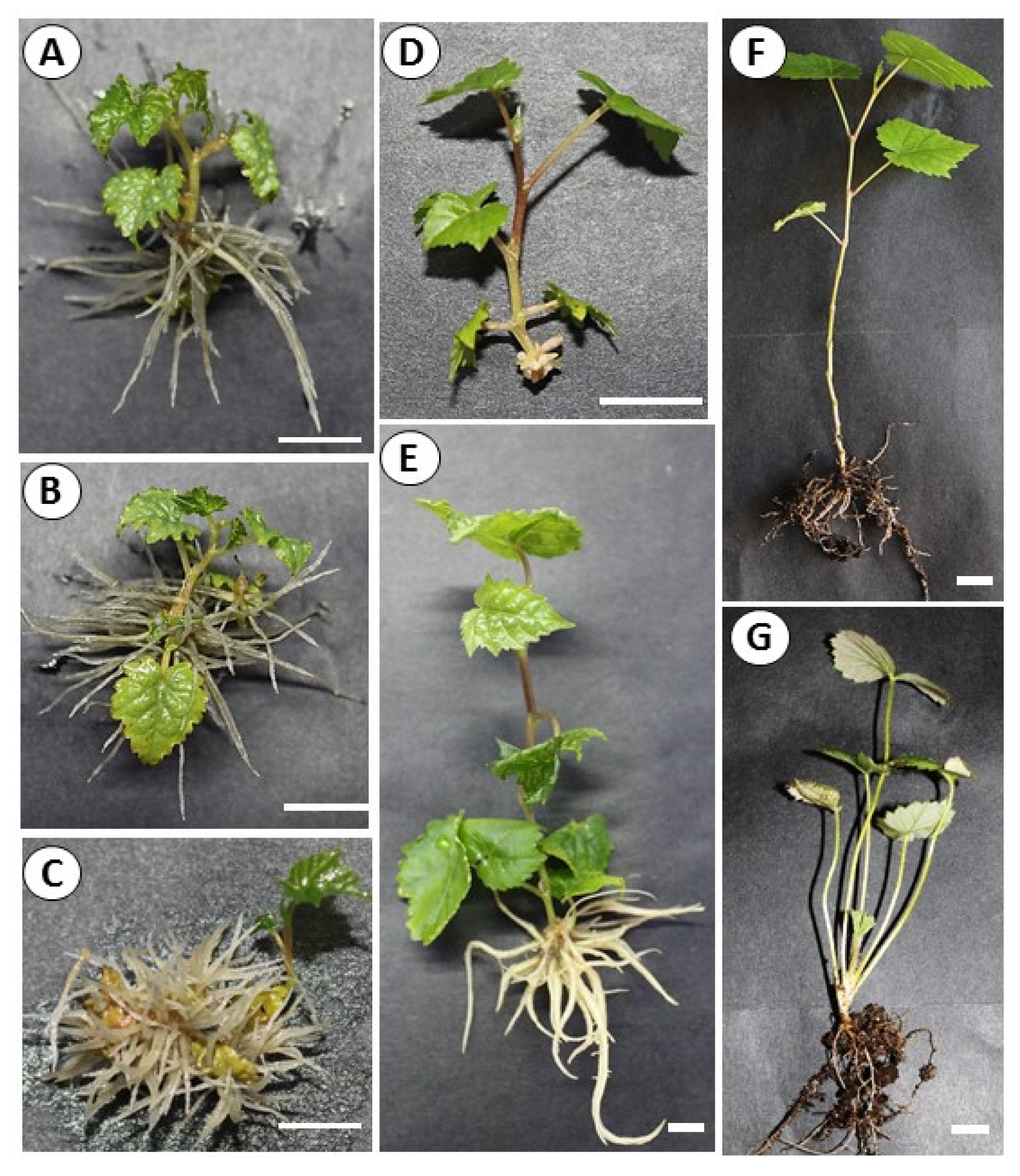 Agronomy 12 00308 g005 Agronomy 12 00308 g005