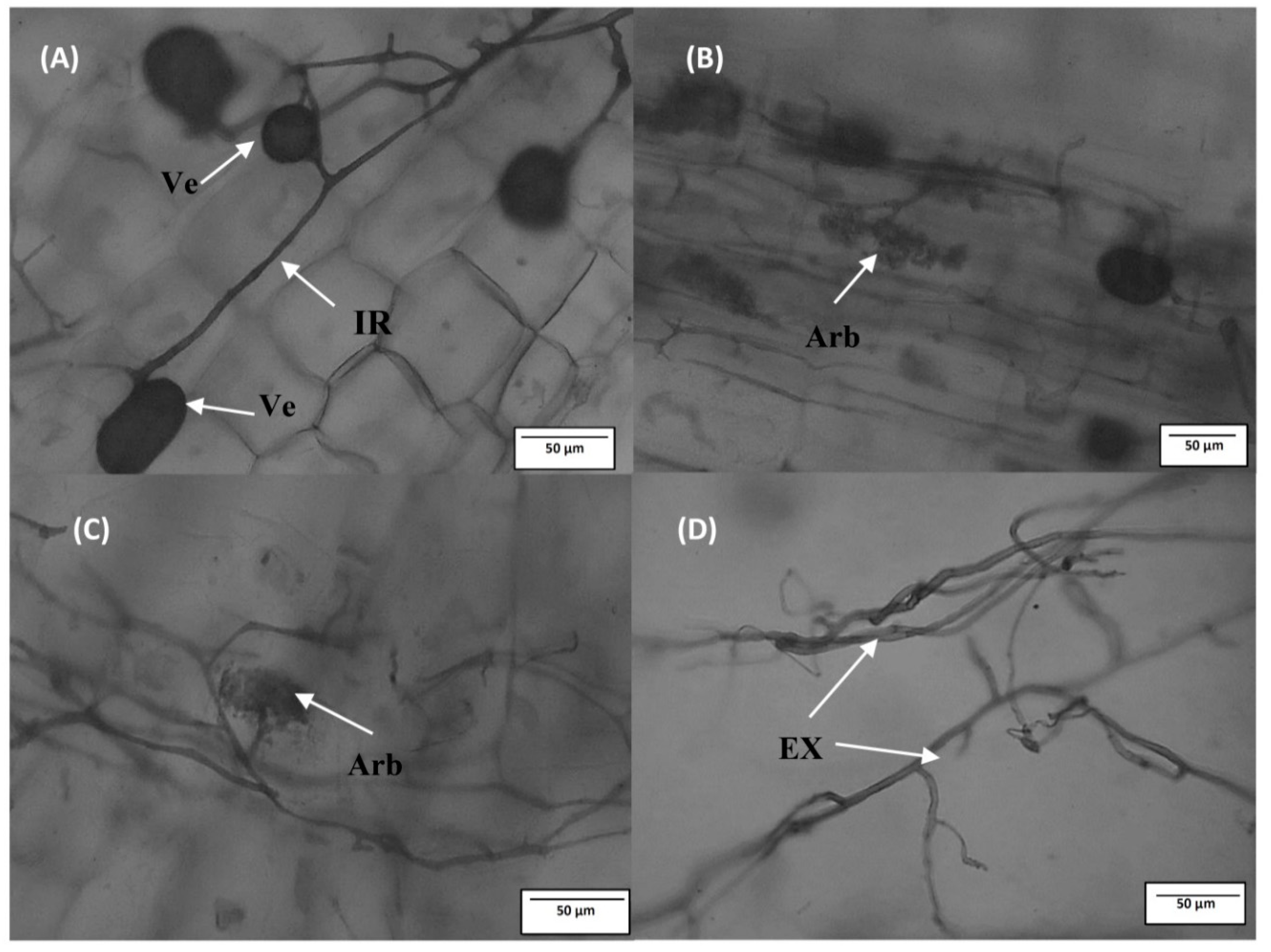 Agronomy 12 00315 g008 550