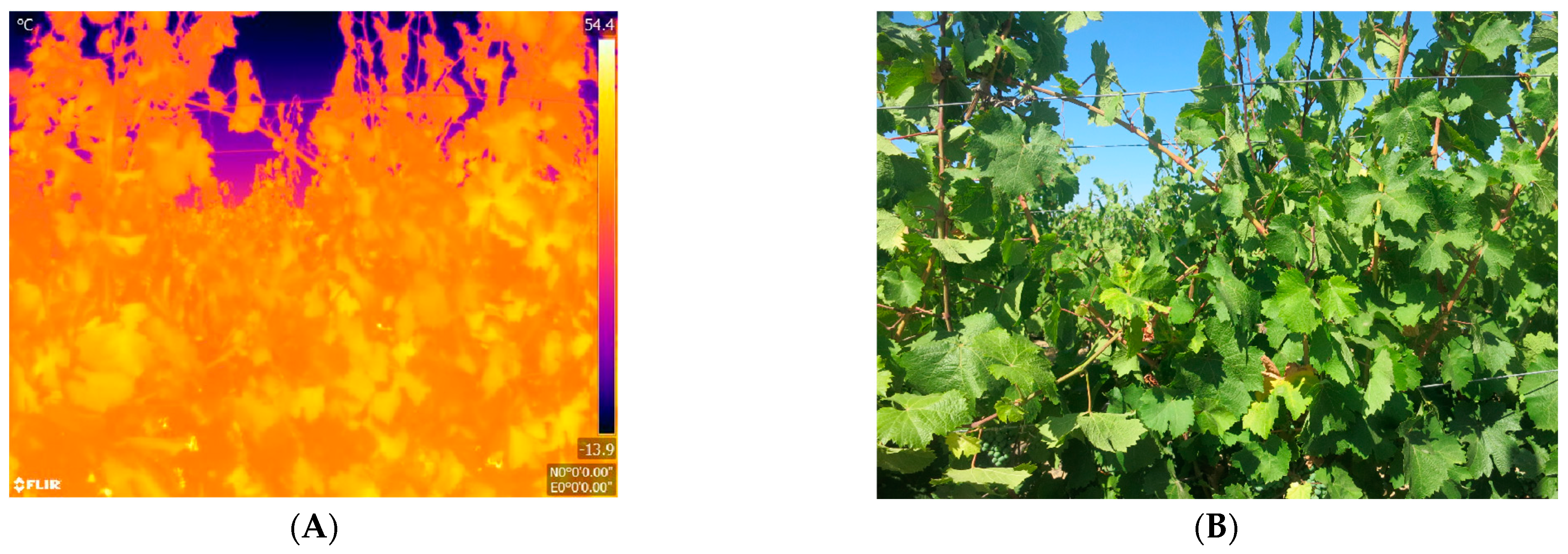 Agronomy 12 00322 g003a 550