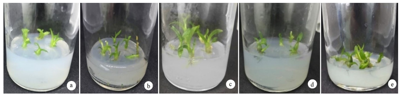 Agronomy 12 00324 g003