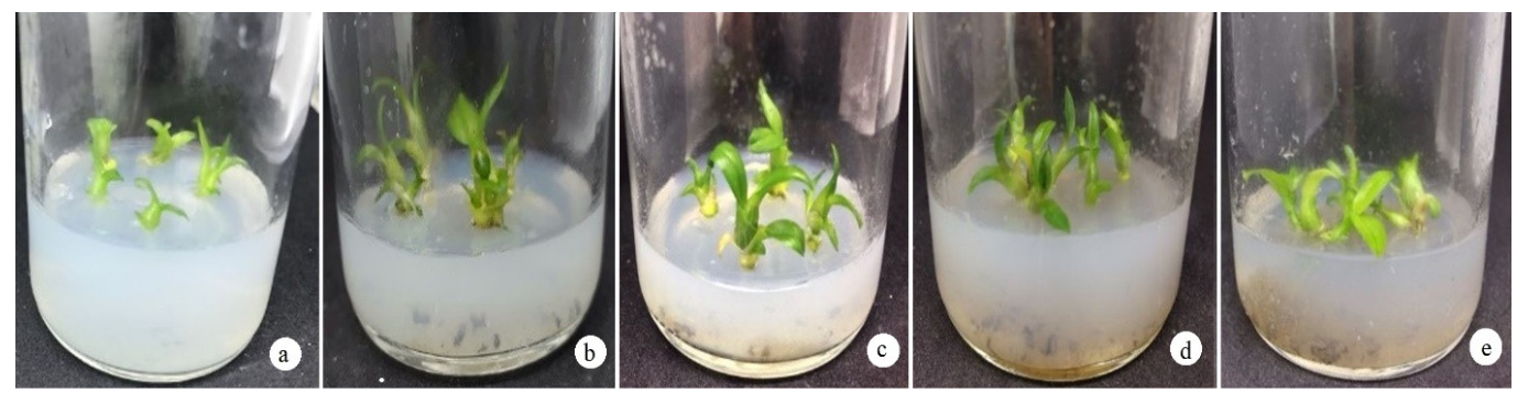 Agronomy 12 00324 g004