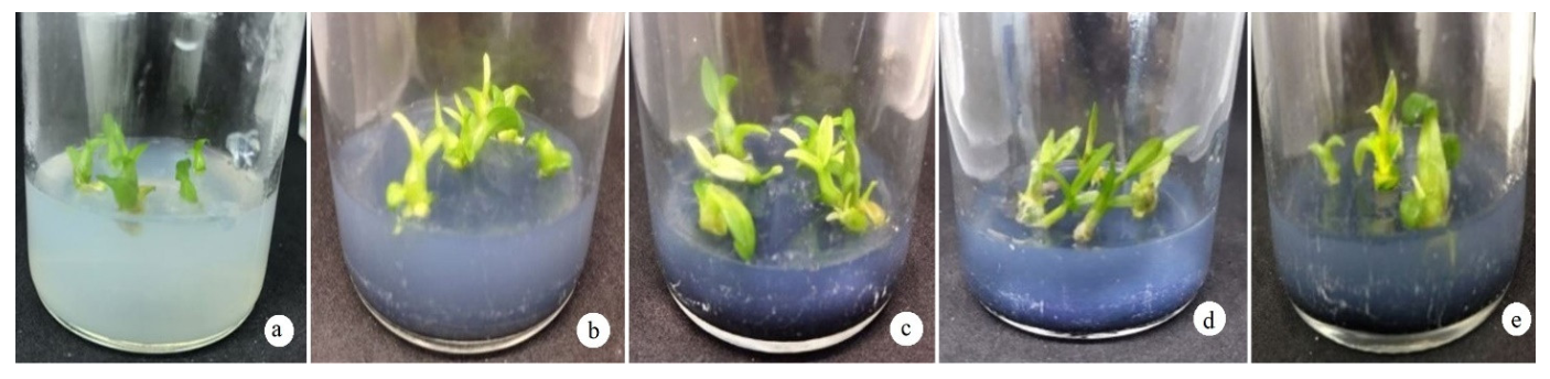 Agronomy 12 00324 g005