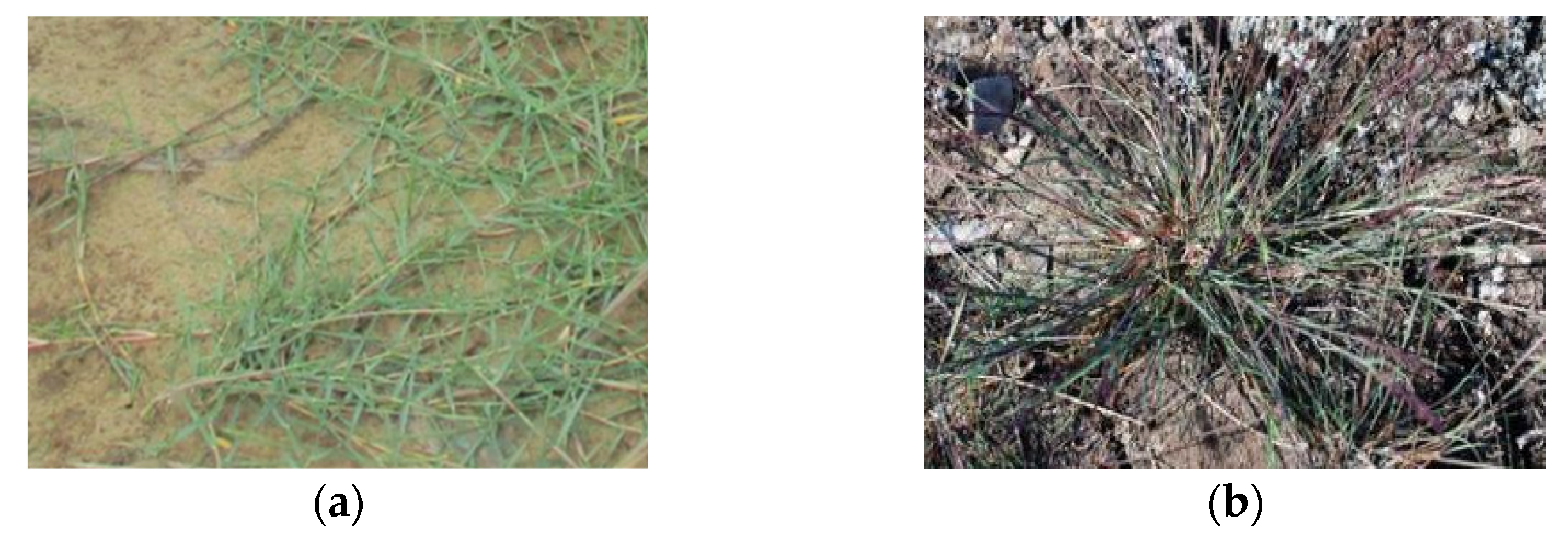 Agronomy 12 00341 g005a 550