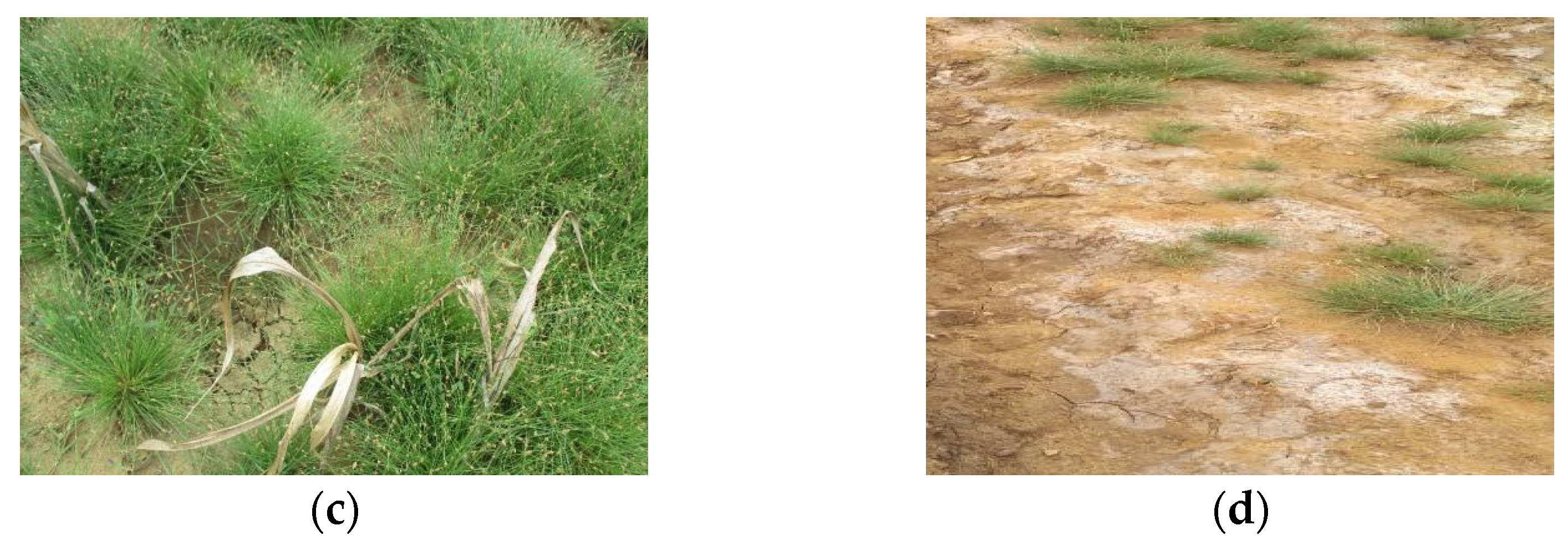 Agronomy 12 00341 g005b 550