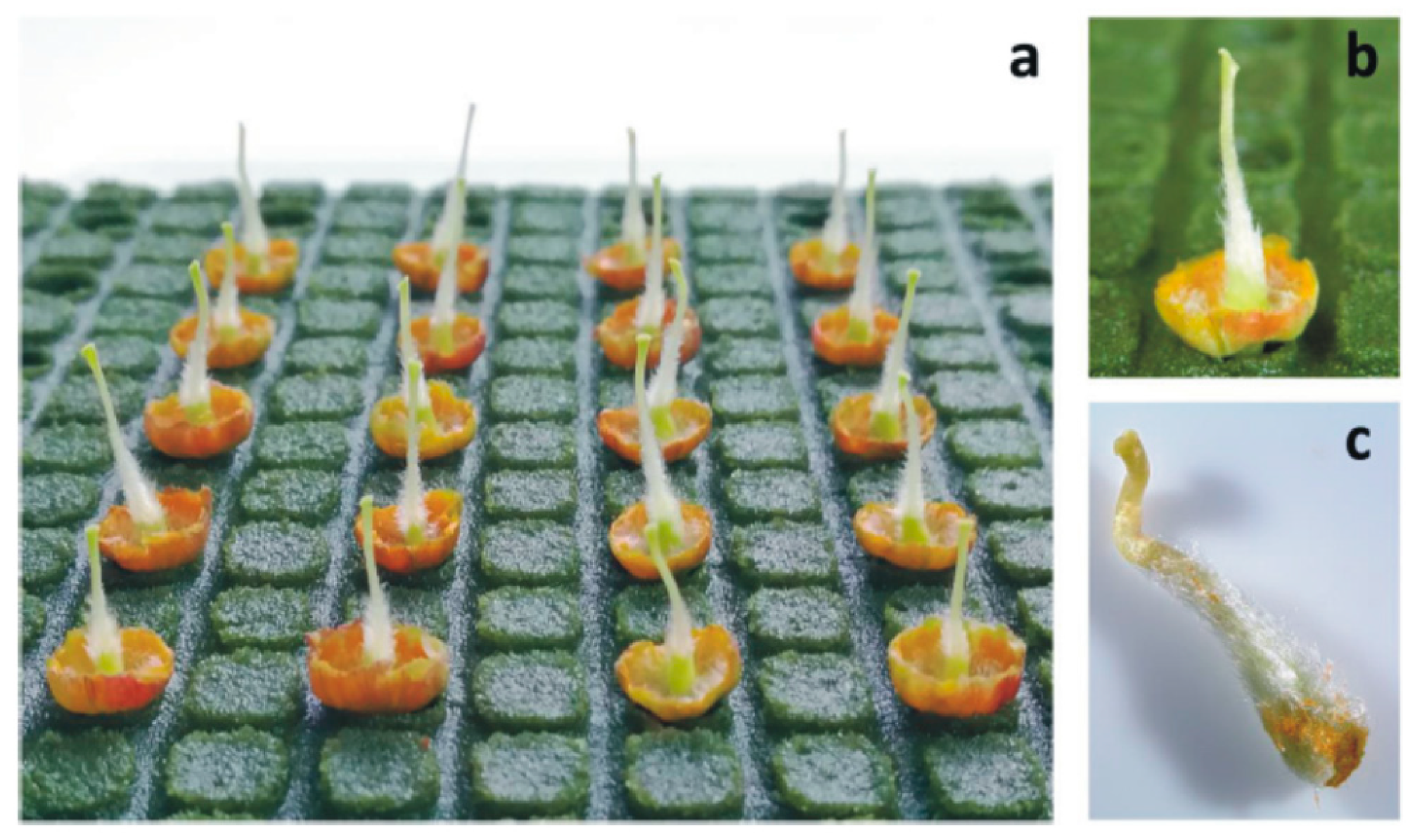 Agronomy 12 00345 g001 Agronomy 12 00345 g001