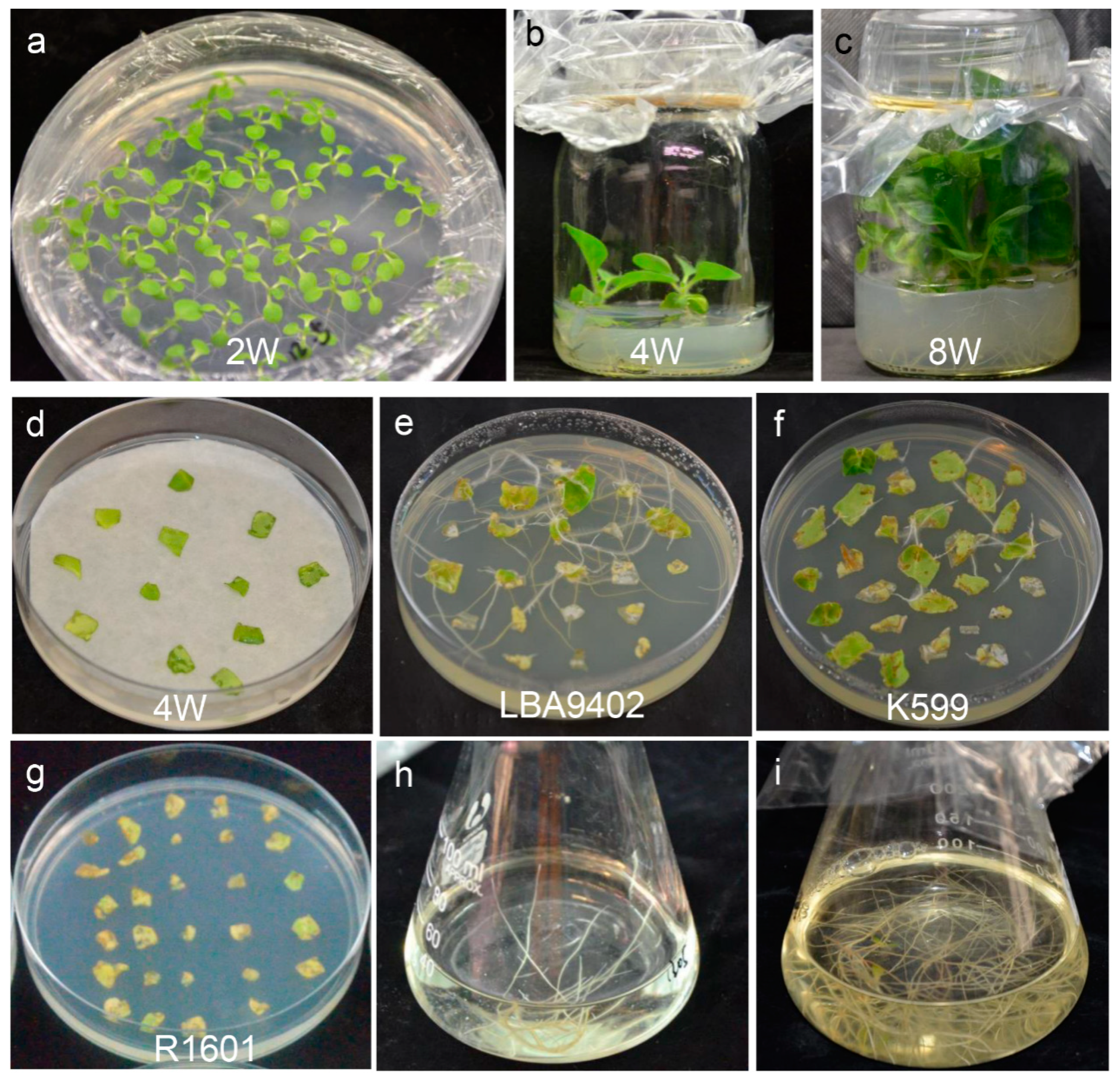 Agronomy 12 00348 g001 Agronomy 12 00348 g001