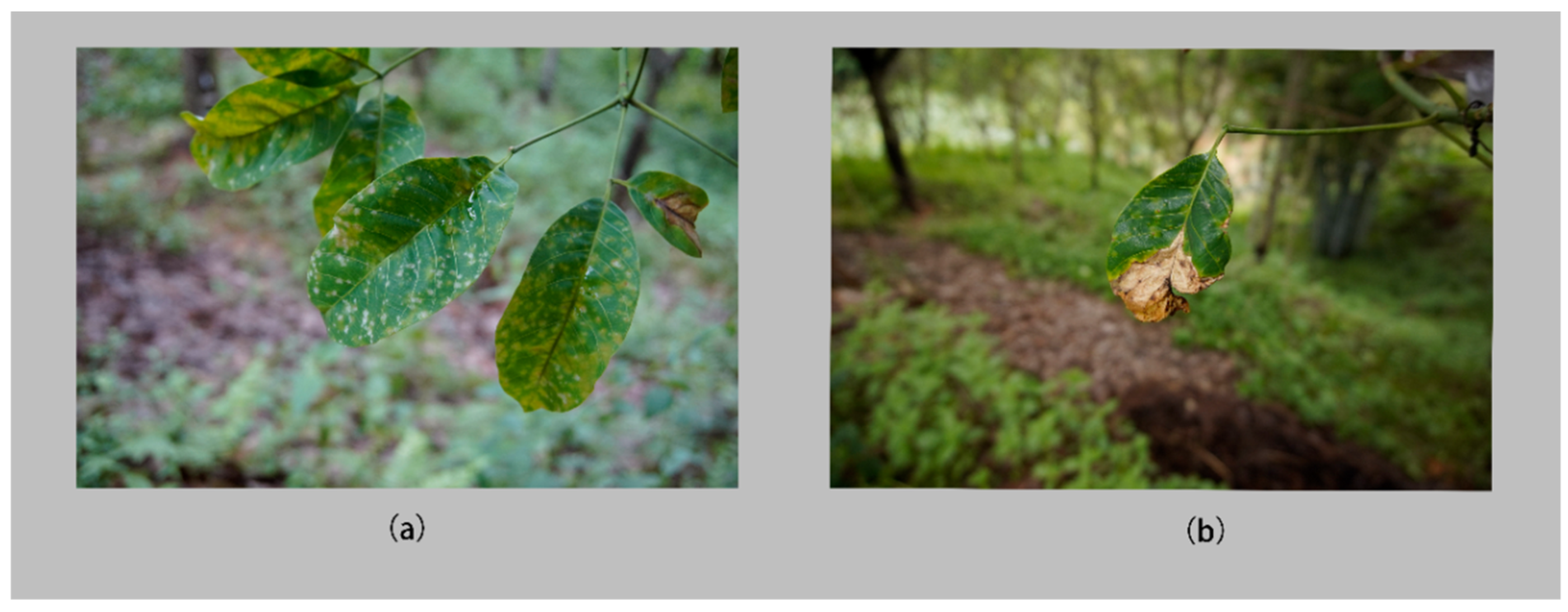 Agronomy 12 00365 g003 550