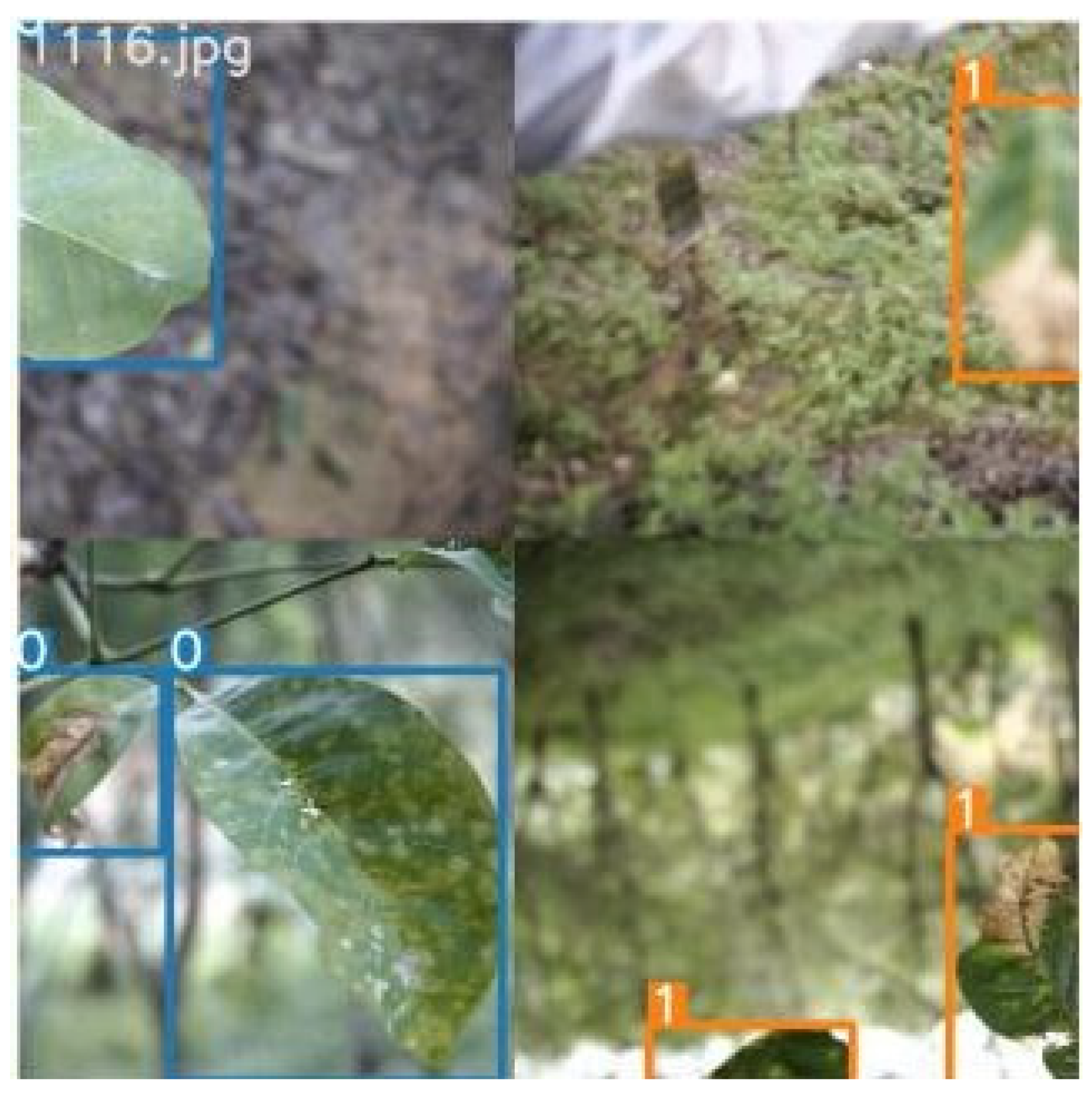 Agronomy 12 00365 g004 550