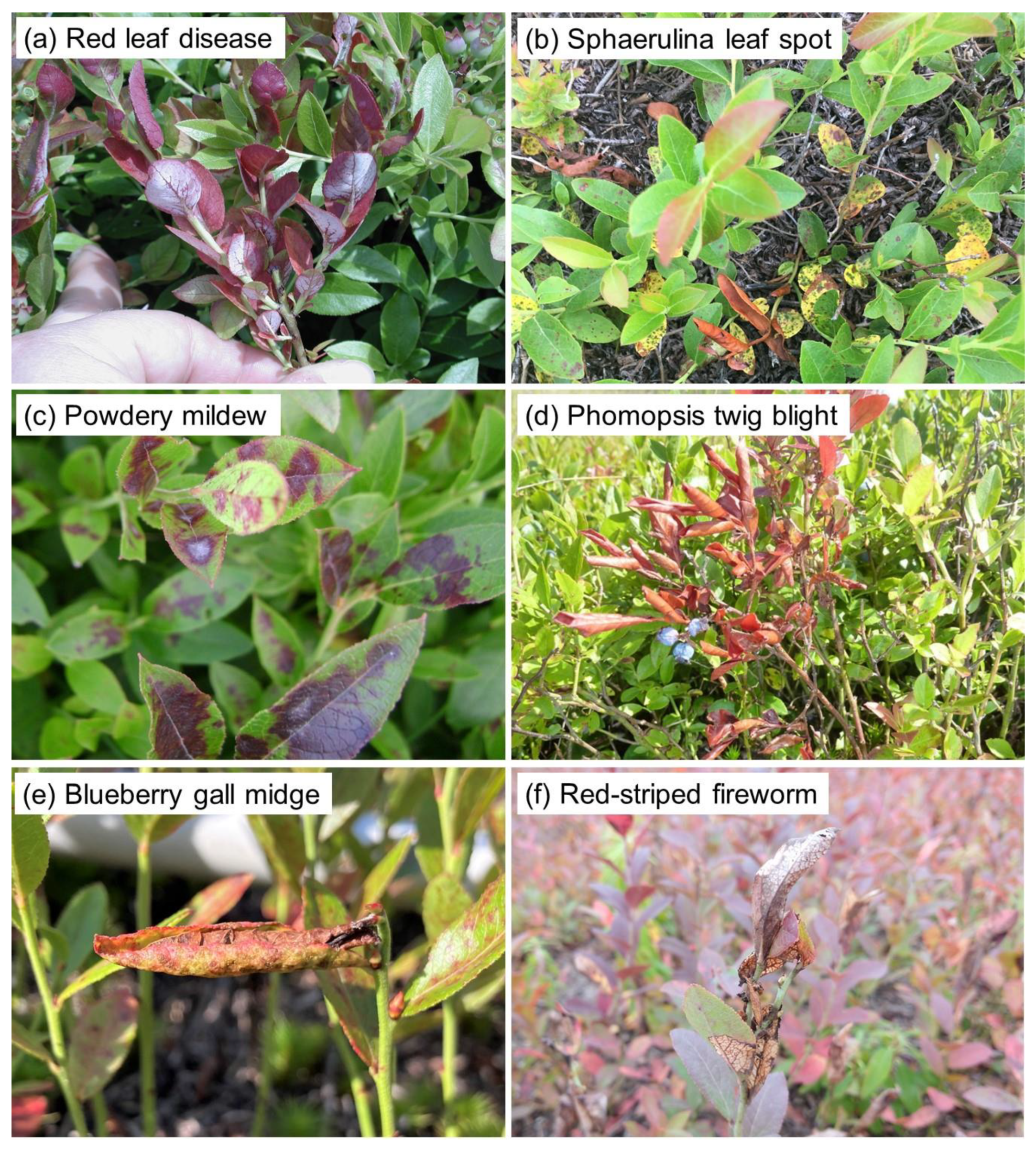 Agronomy 12 00371 g002 Agronomy 12 00371 g002