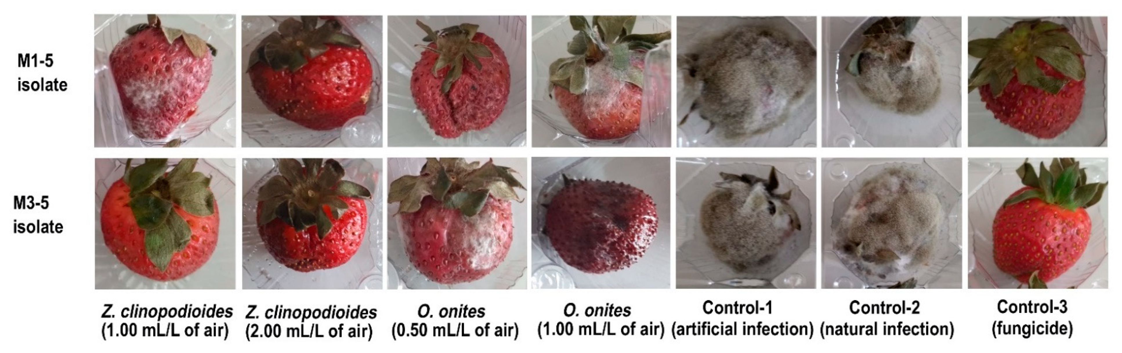 Gray Mold Rot Of Strawberry, Greenlife
