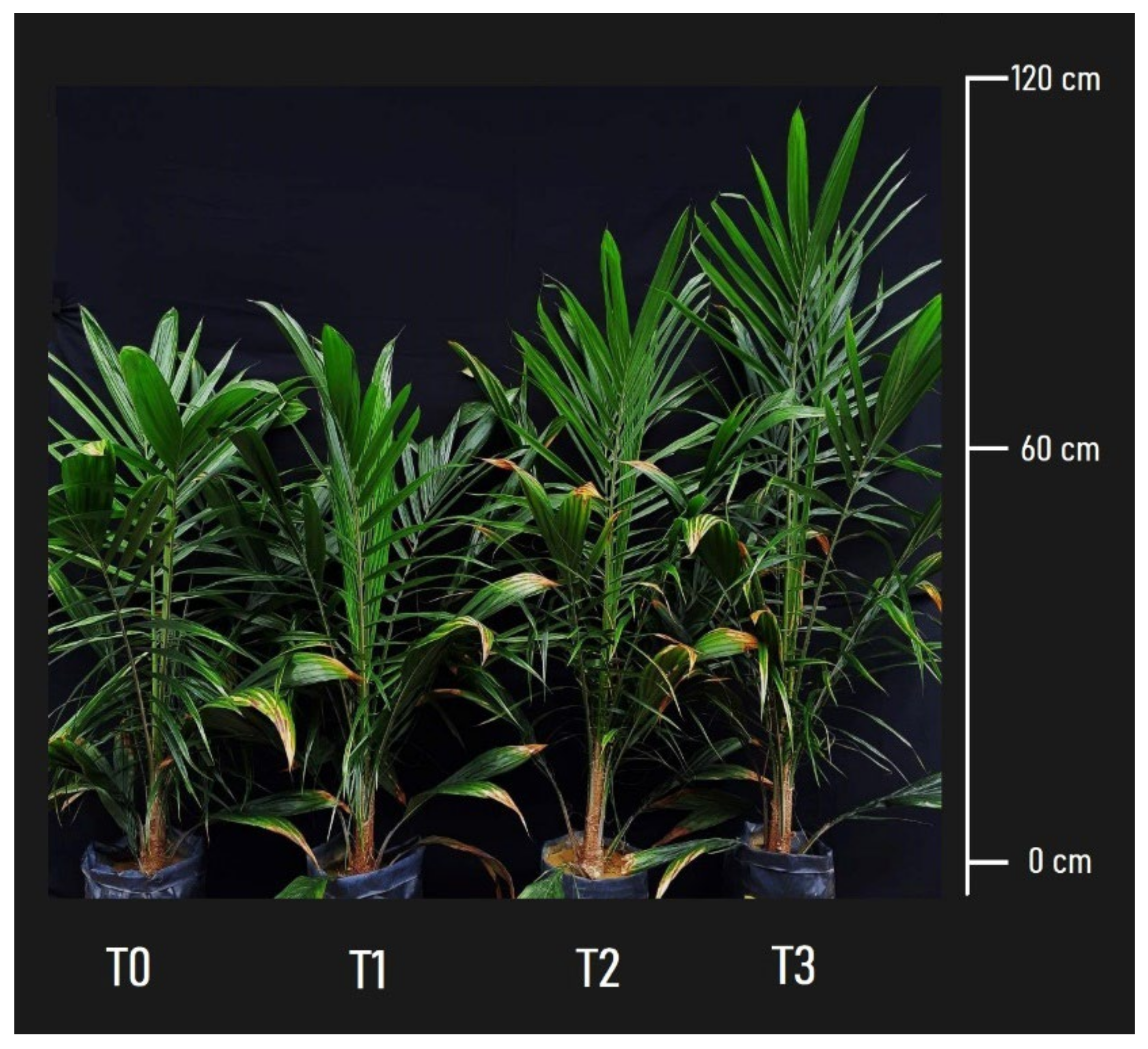 Agronomy 12 00413 g002