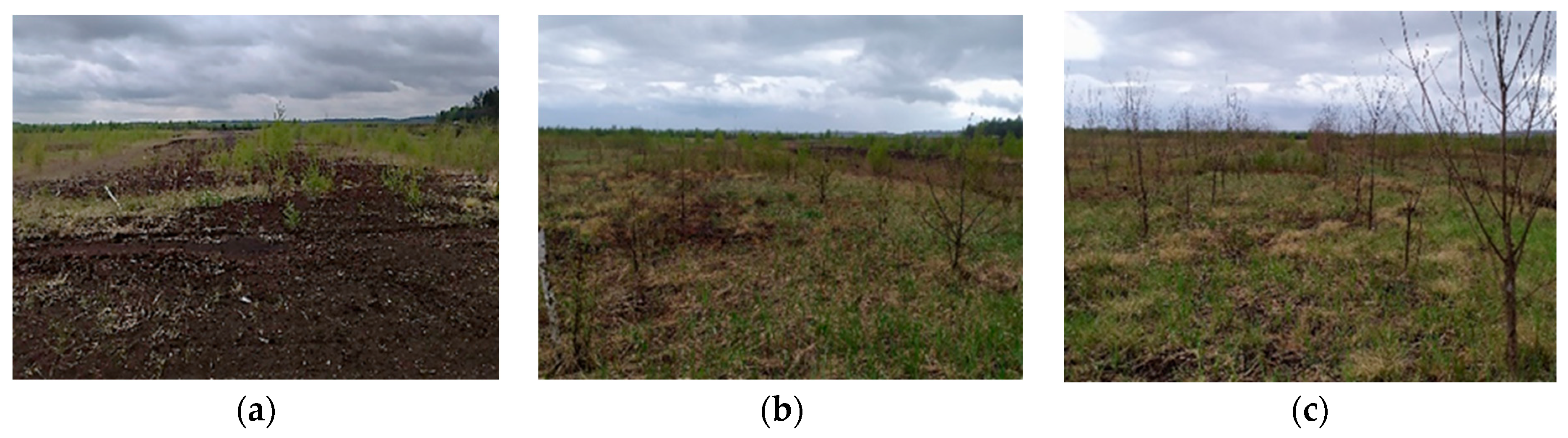 Agronomy 12 00421 g006