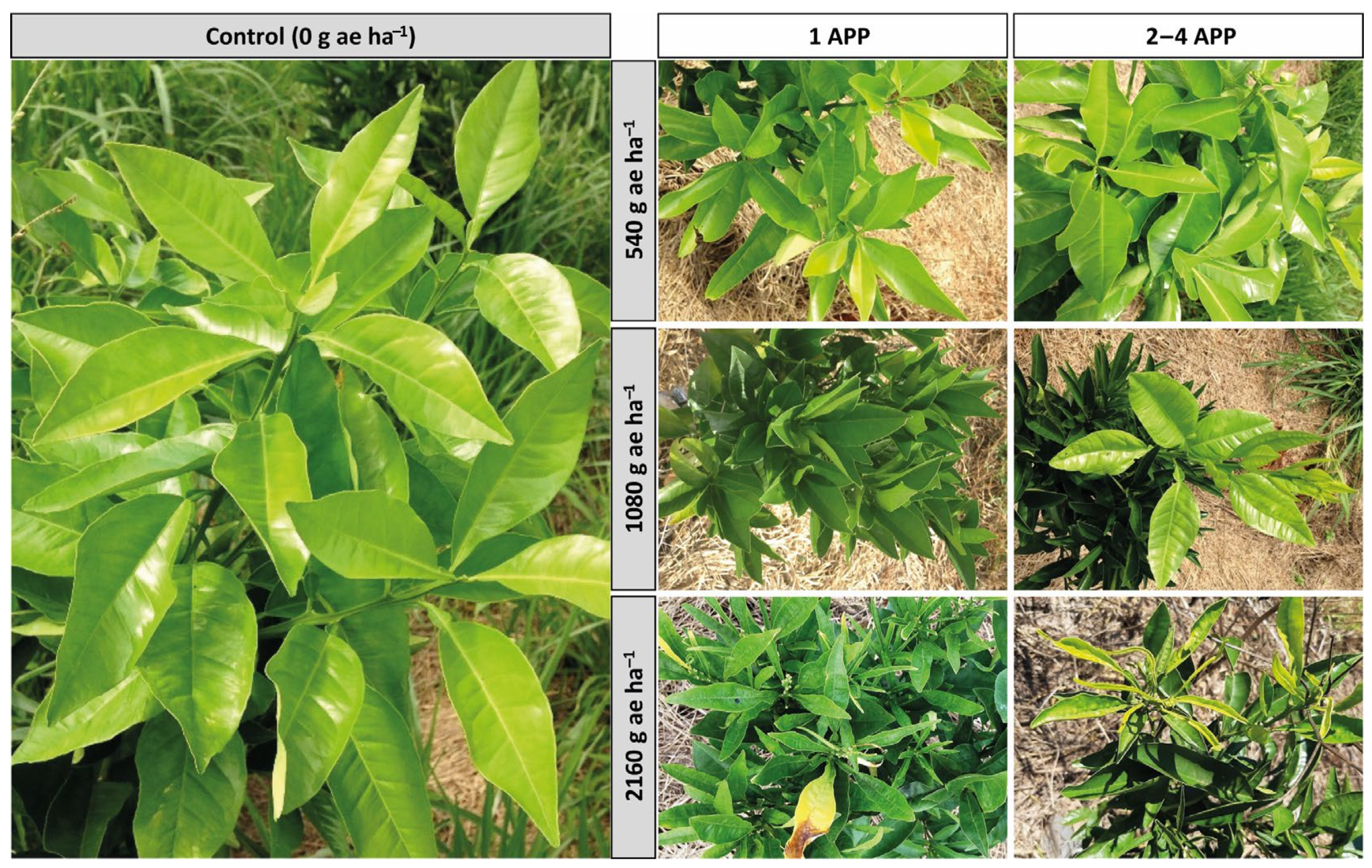 Agronomy 12 00453 g0a2