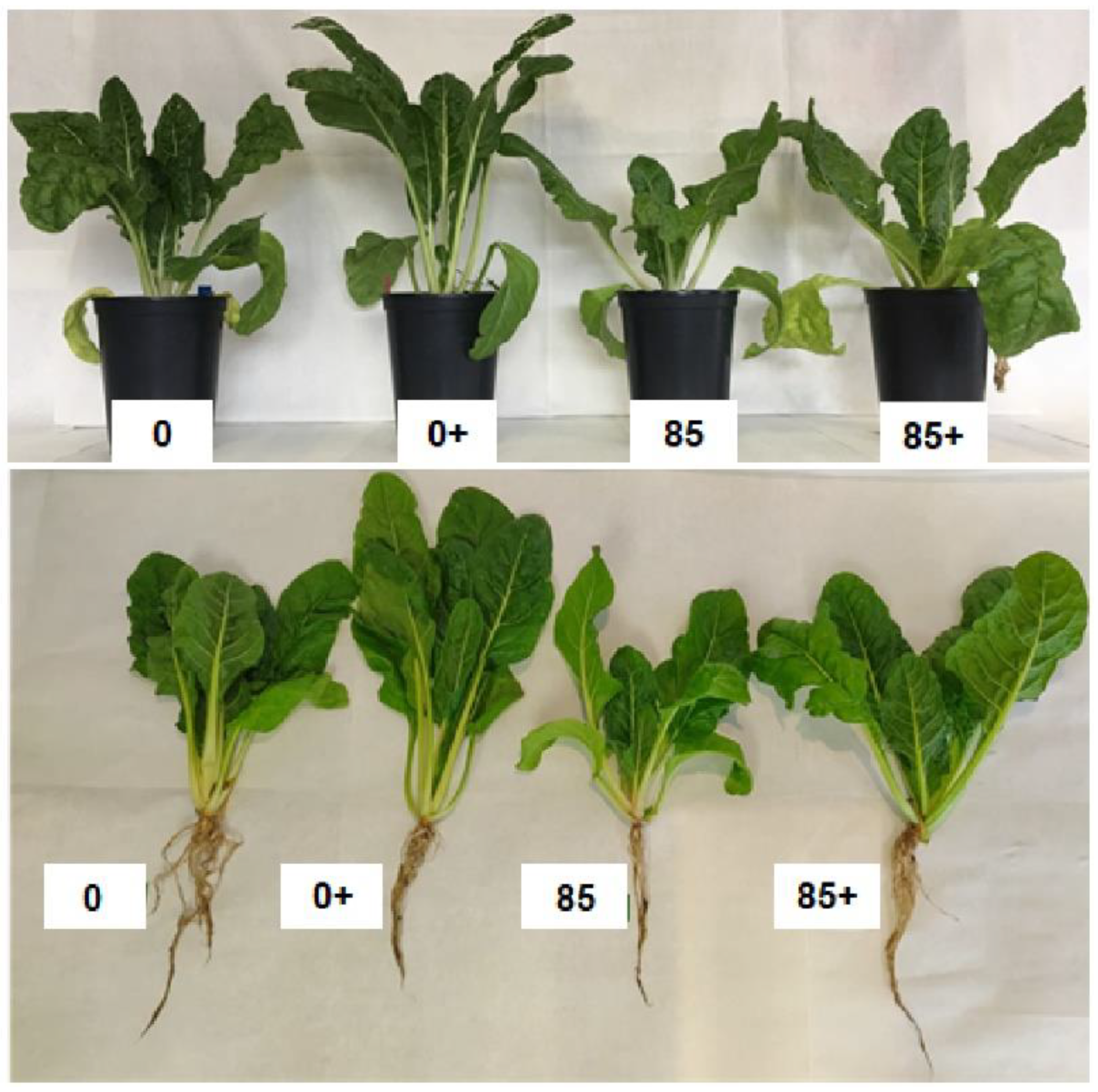 Agronomy 12 00468 g002