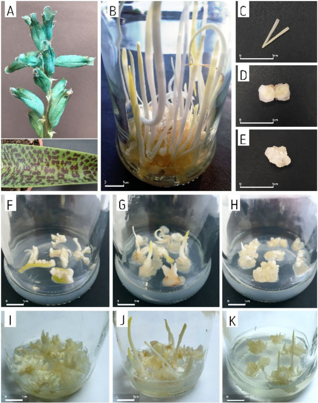 Agronomy 12 00475 g001 Agronomy 12 00475 g001