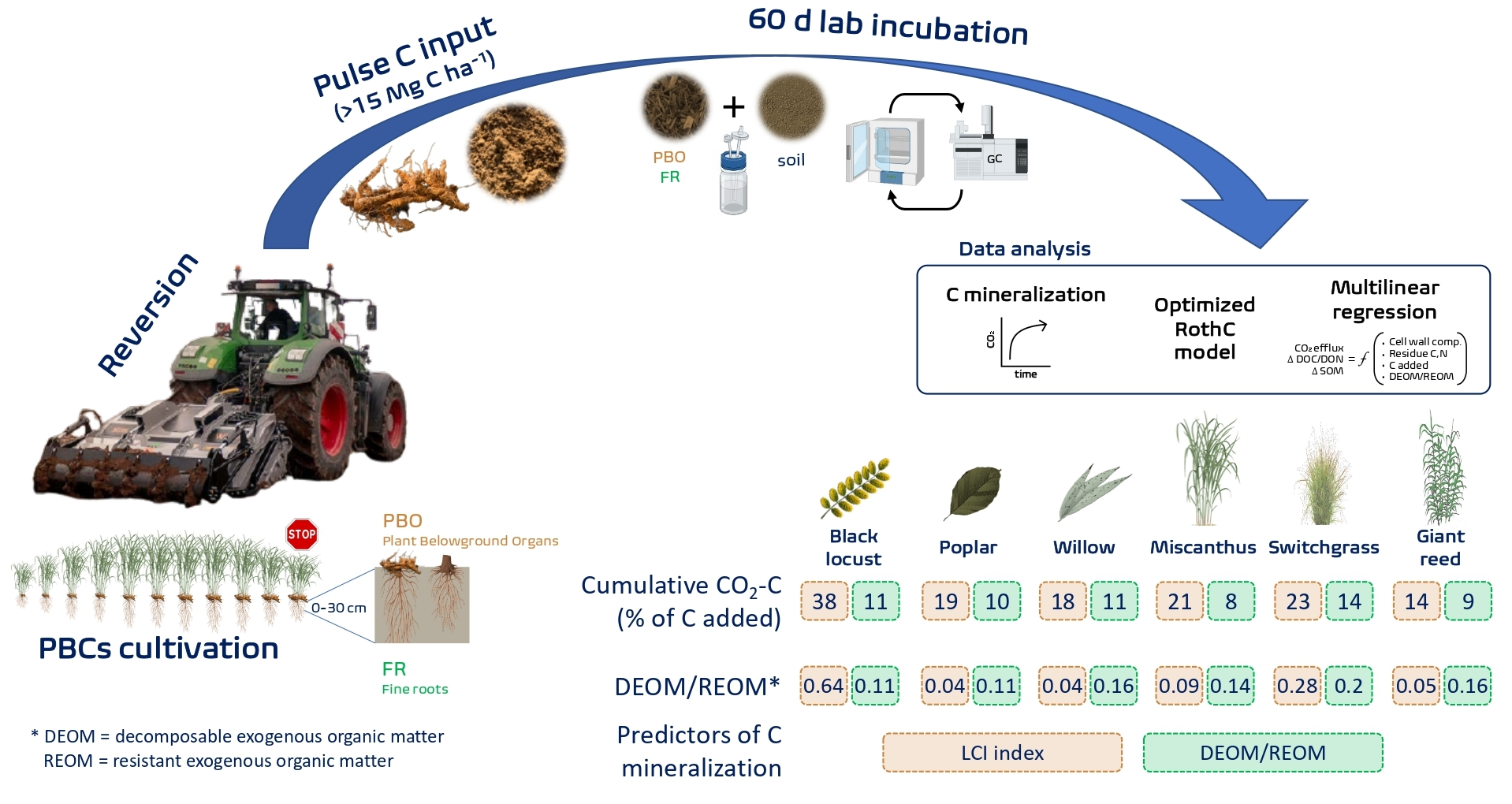 Agronomy Free Full Text Short Term Mineralization Of Belowground Biomass Of Perennial Biomass Crops After Reversion To Arable Land Html