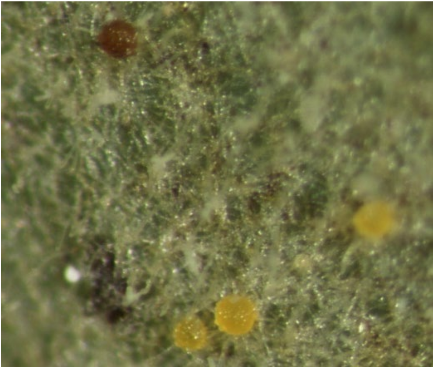 Agronomy 12 00495 g001 Agronomy 12 00495 g001